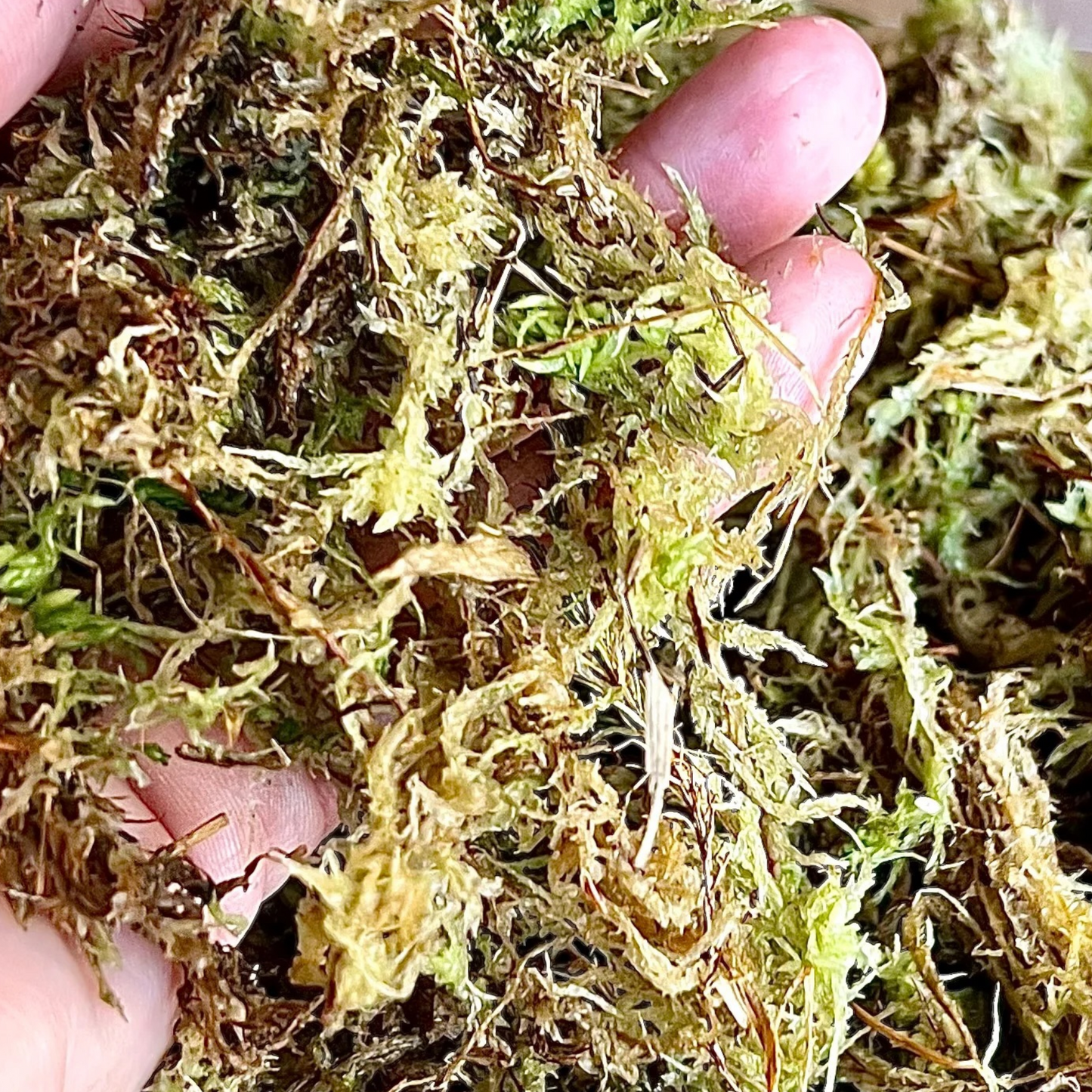 Compressed Sphagnum Moss ( 150+\-10g ~ 8L)