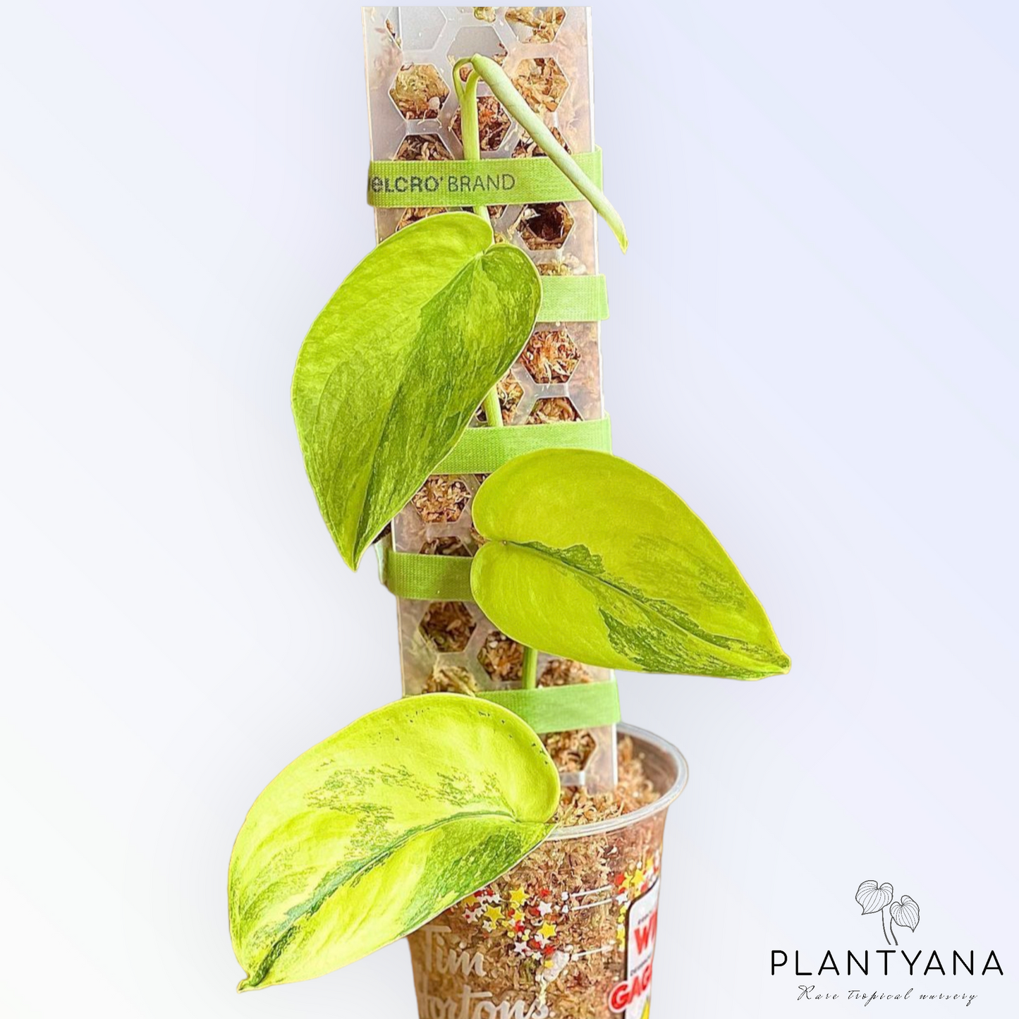 D-Shape Stackable Moss Poles (Clear)