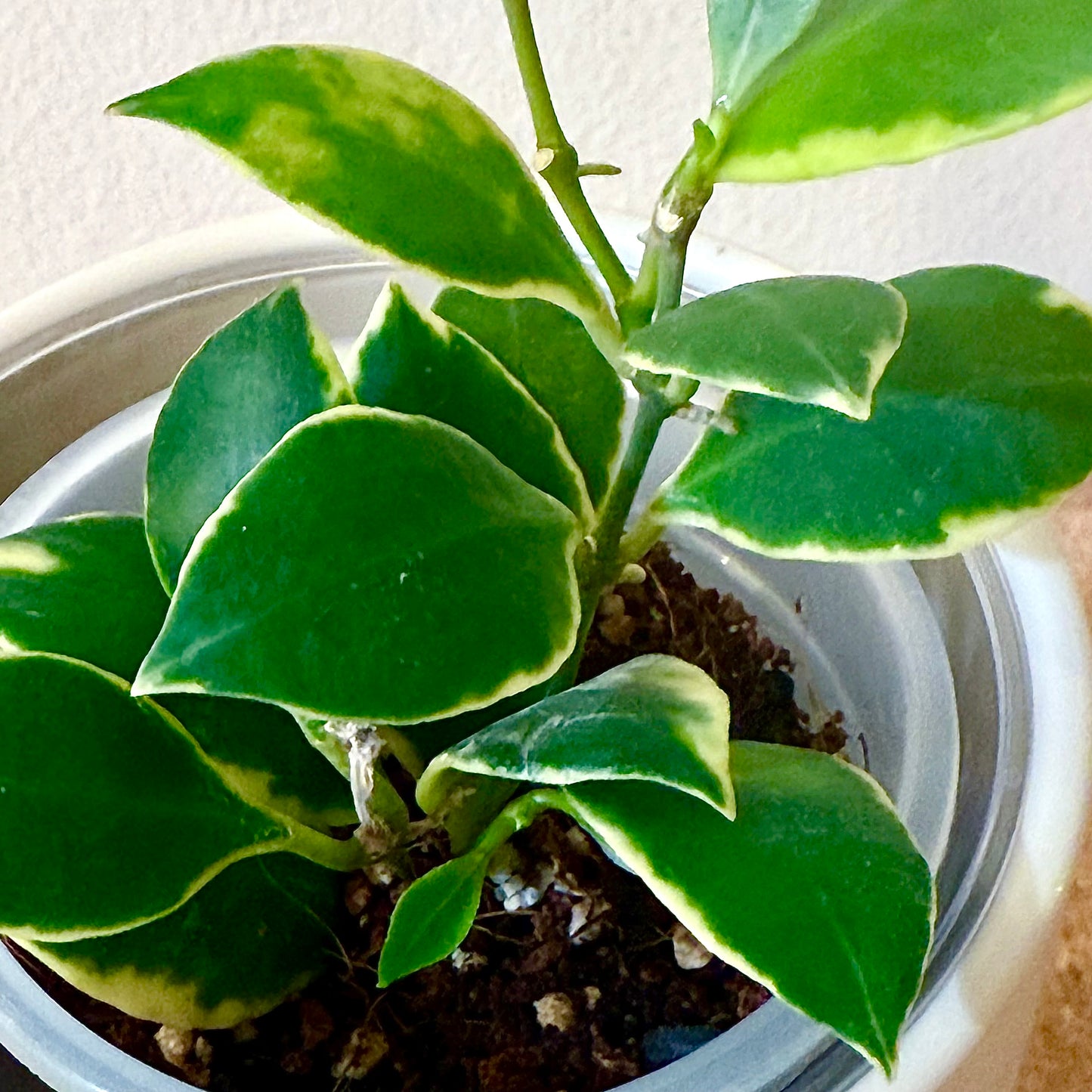 Hoya Heuskeliana Albomarginata