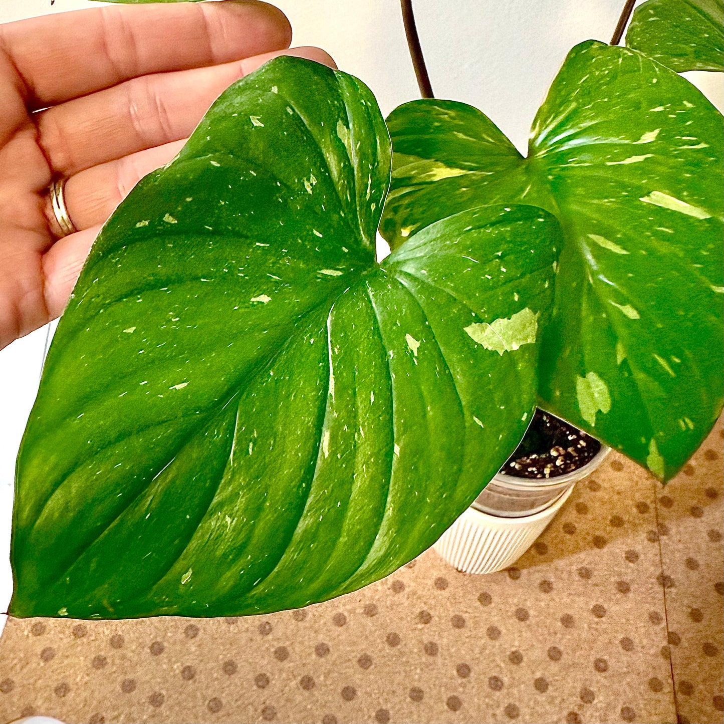 Homalomena Thai Splash