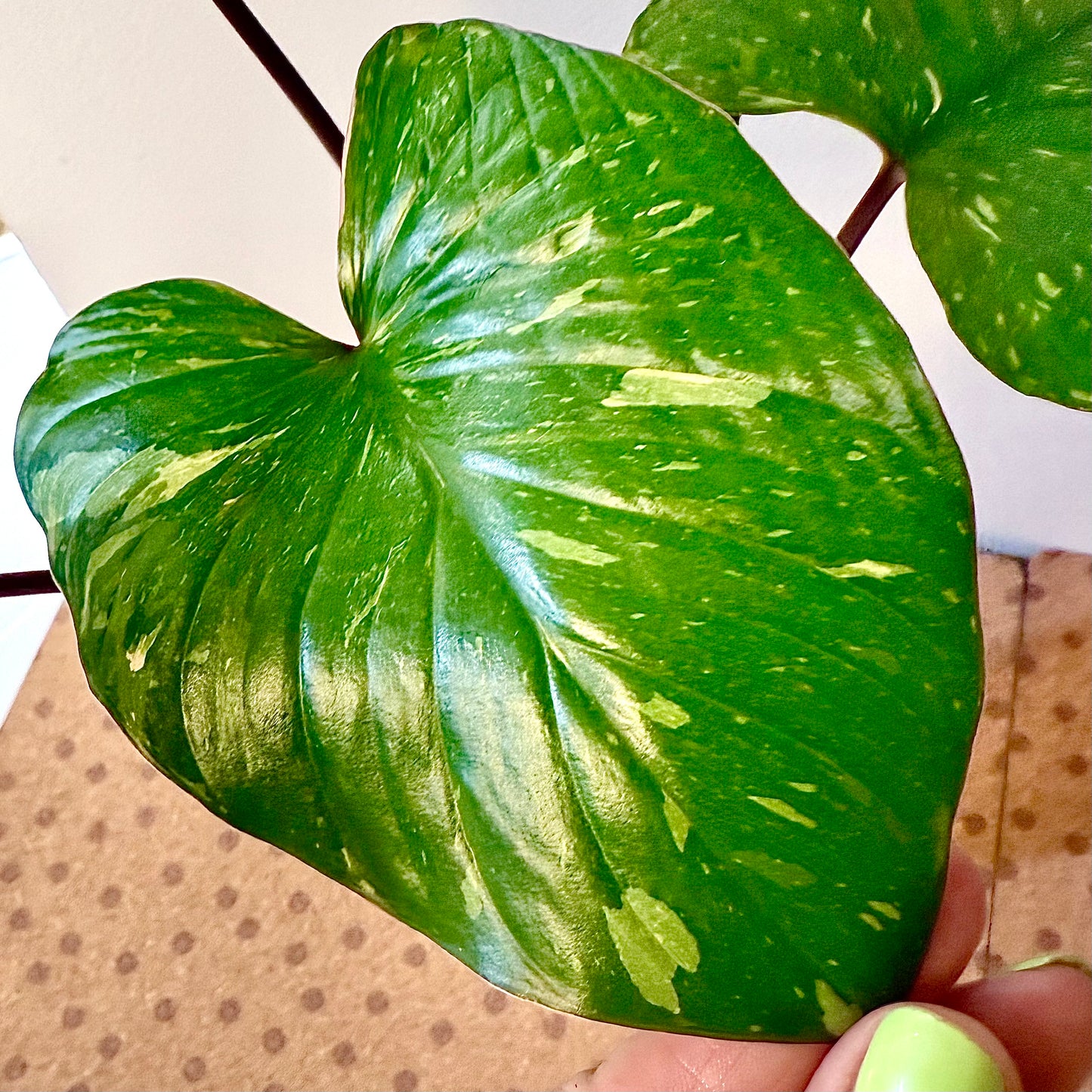 Homalomena Thai Splash