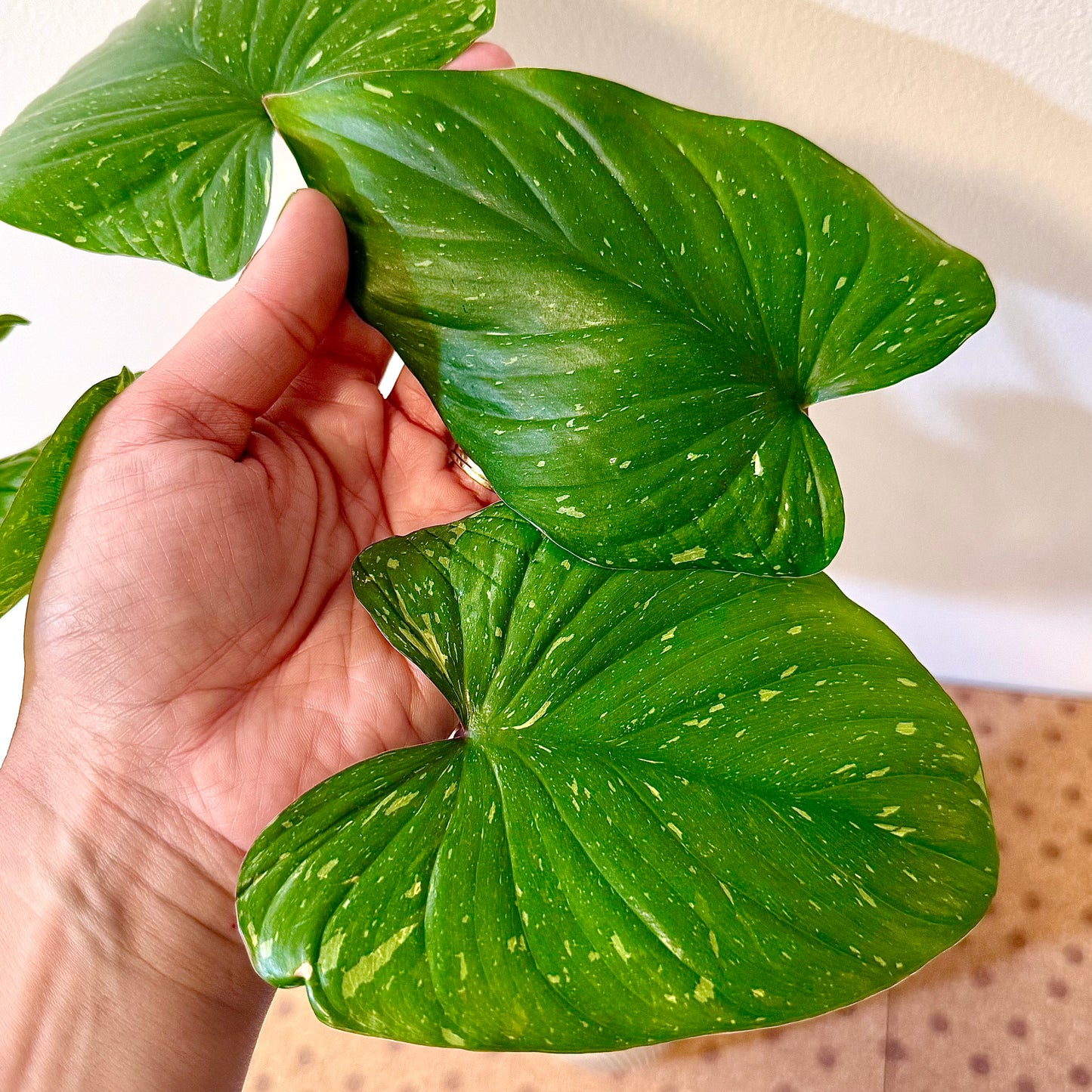 Homalomena Thai Splash