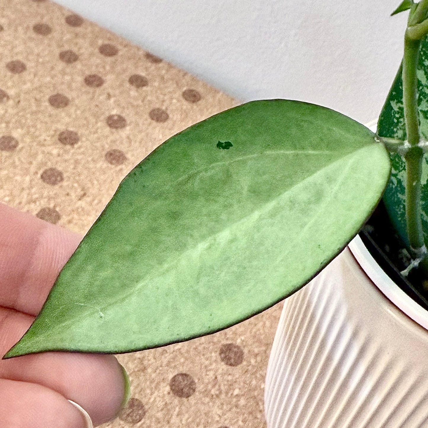 Hoya Patcharawalai/Icensis 023 Silver Splash