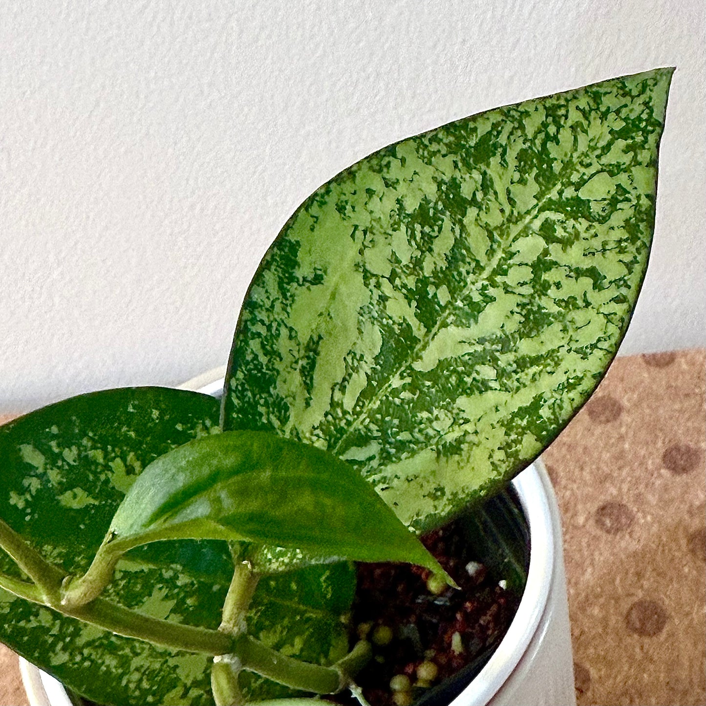 Hoya Patcharawalai/Icensis 023 Silver Splash