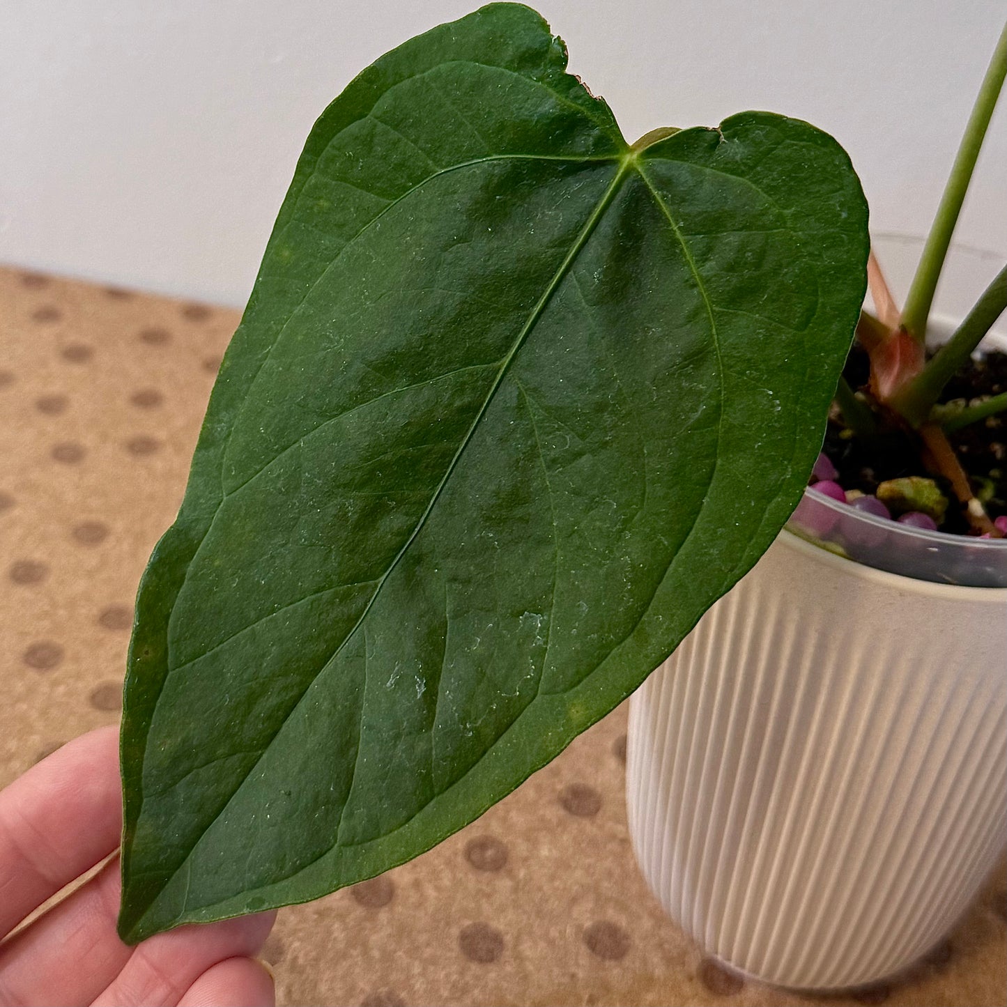 Anthurium Queen of Hearts