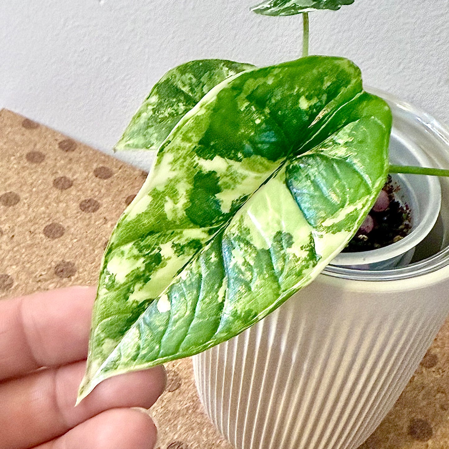Alocasia Bisma Platinum Albo