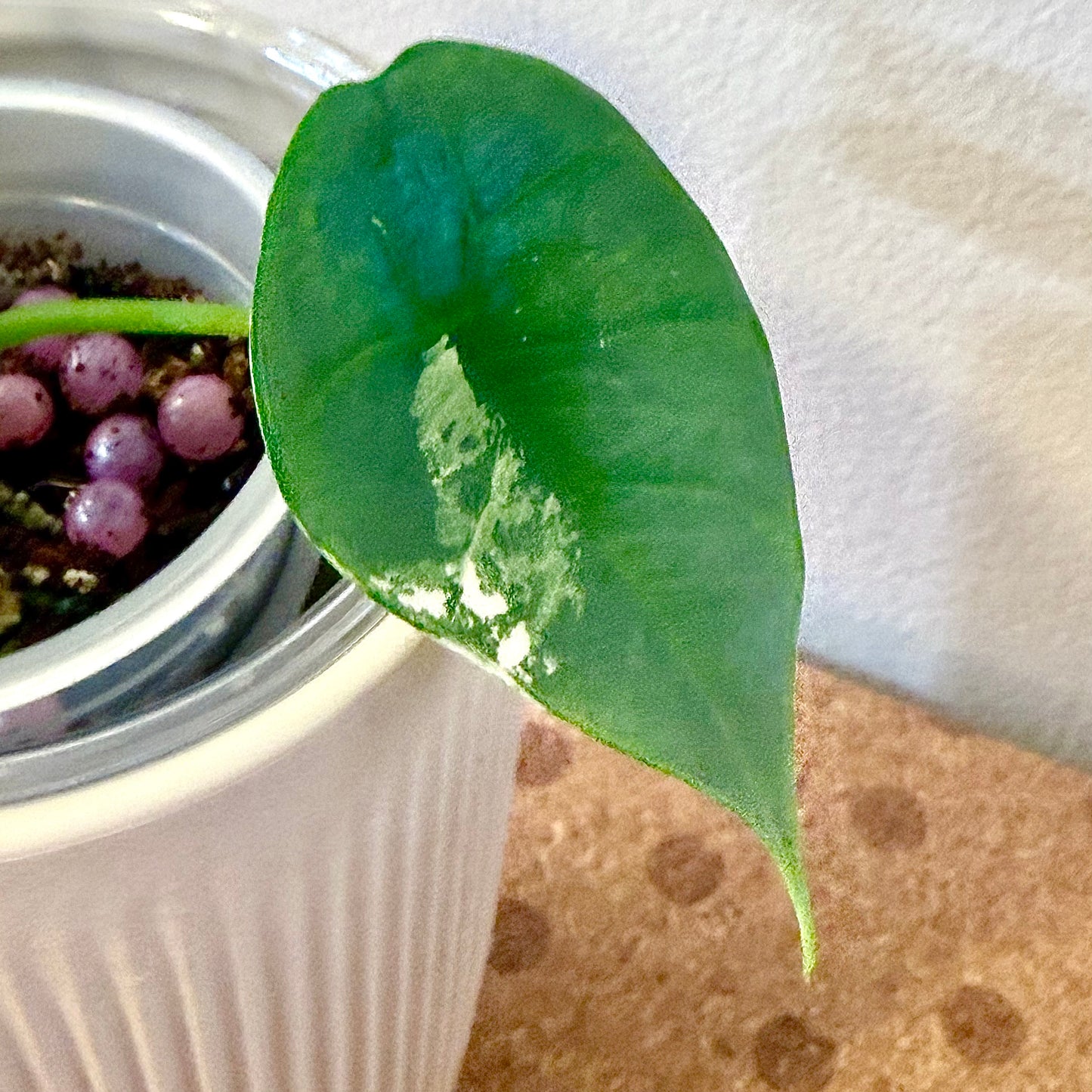 Alocasia Bisma Platinum Albo