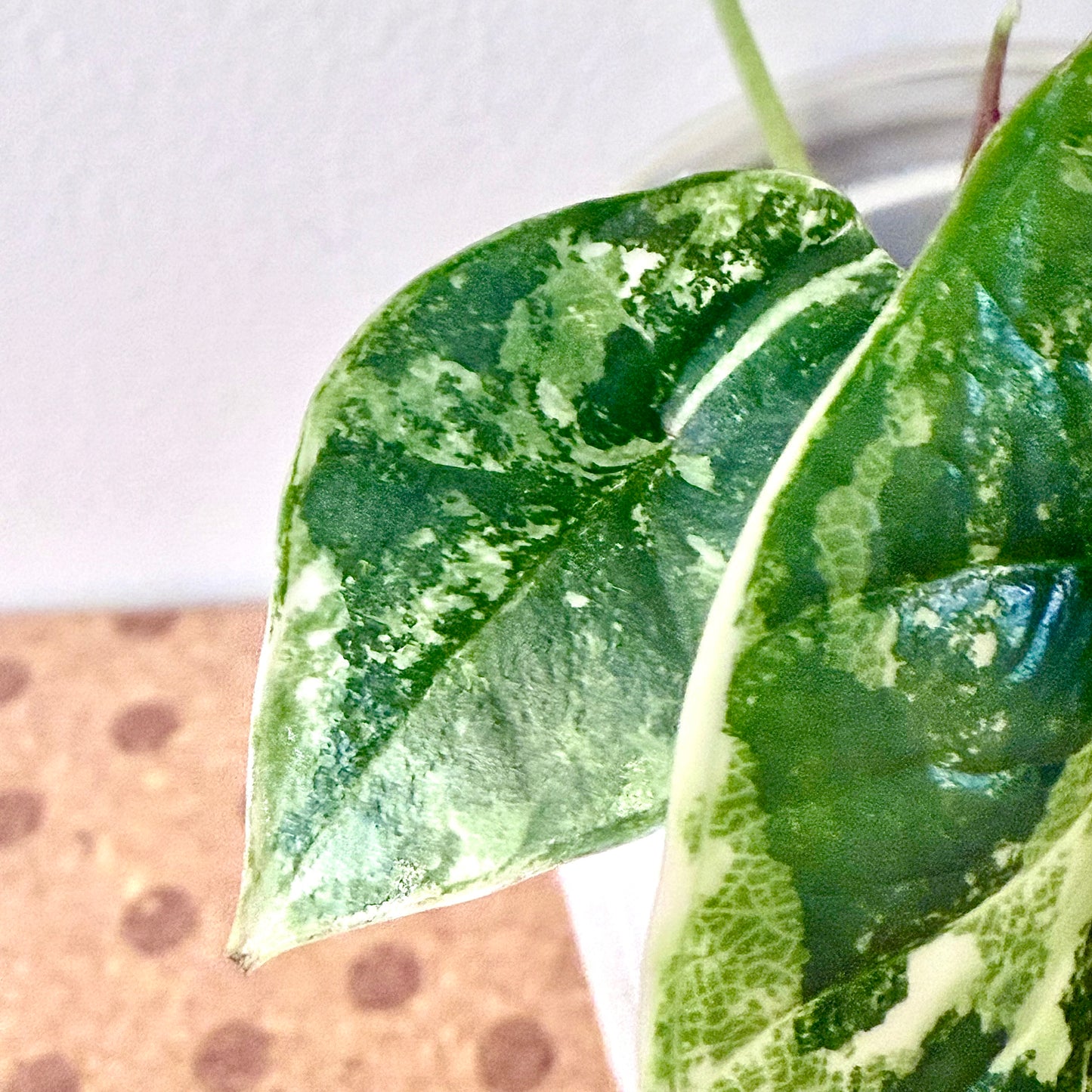 Alocasia Bisma Platinum Albo