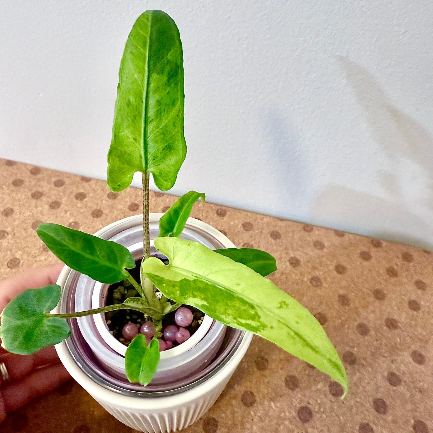 Alocasia Lauterbachiana Variegated ( offshoot )