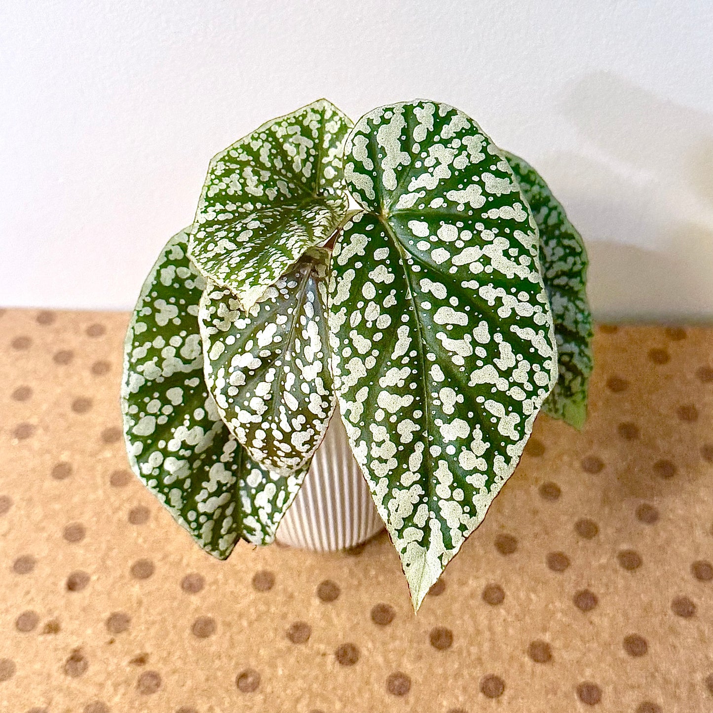 Begonia Snow Capped