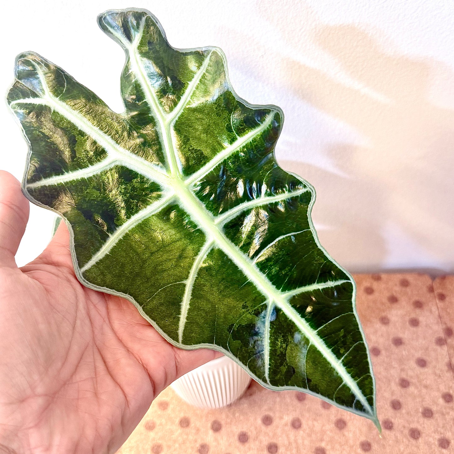 Alocasia Amazonica Albo/Mint