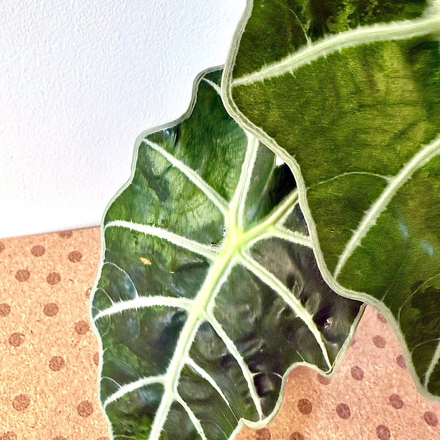 Alocasia Amazonica Albo/Mint