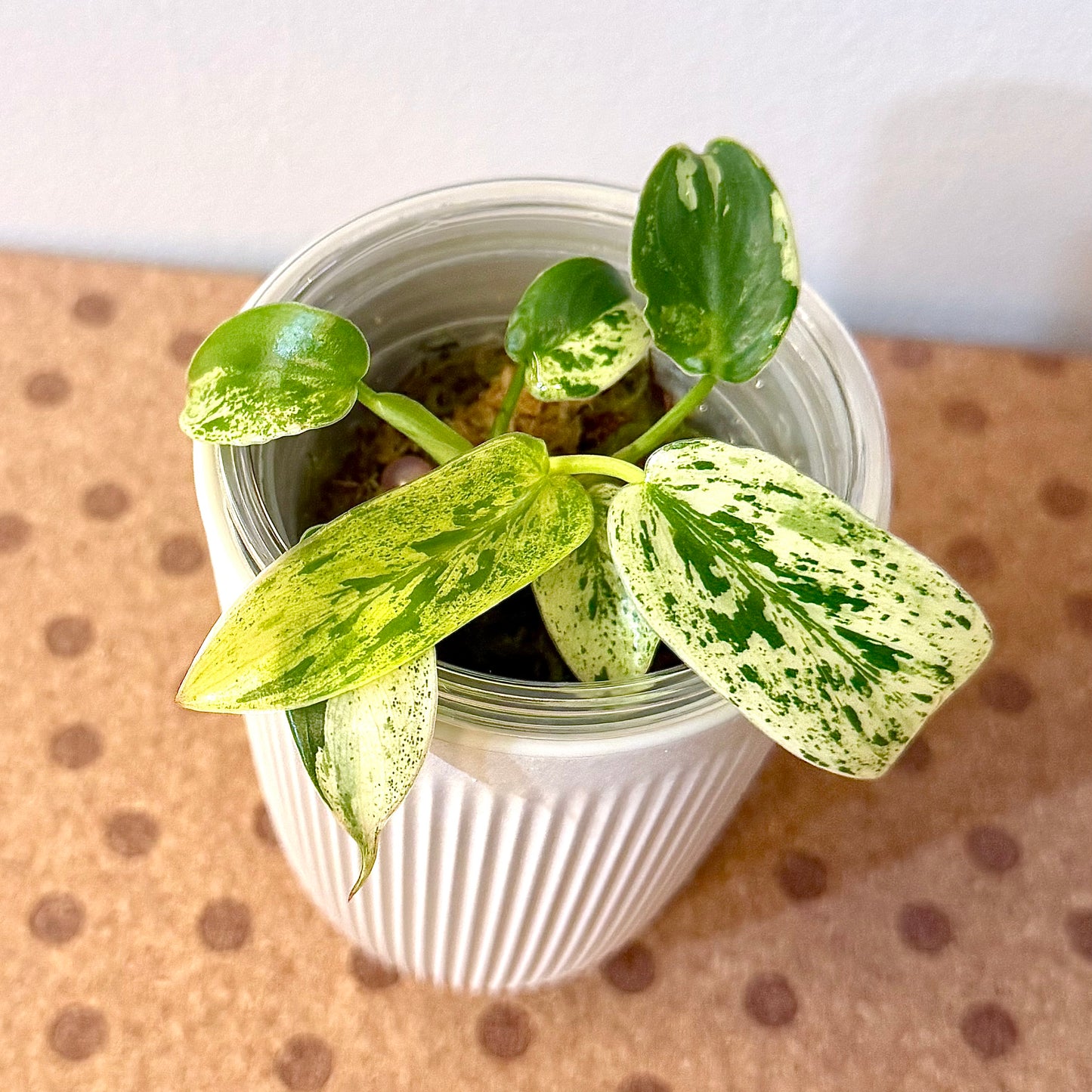 Philodendron Ilsemanii (Kunzo)#1
