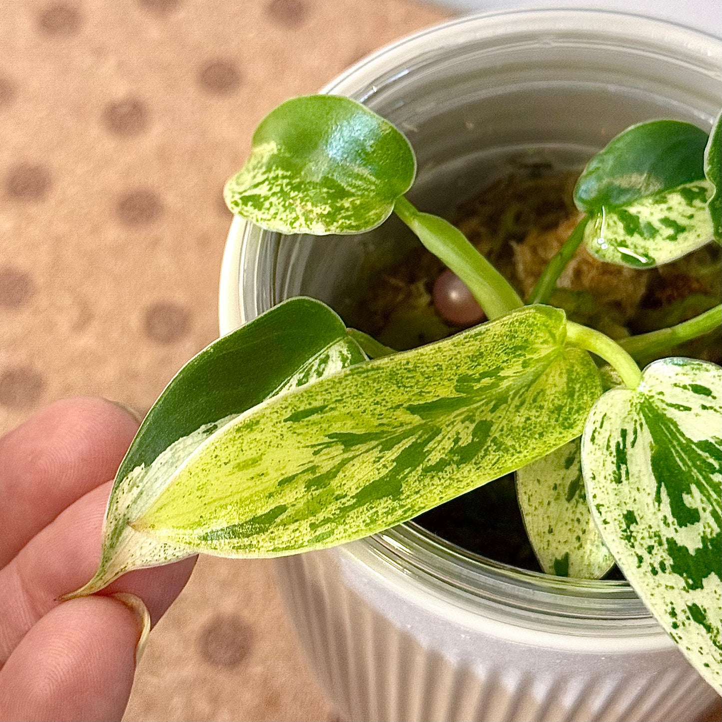 Philodendron Ilsemanii (Kunzo)#1