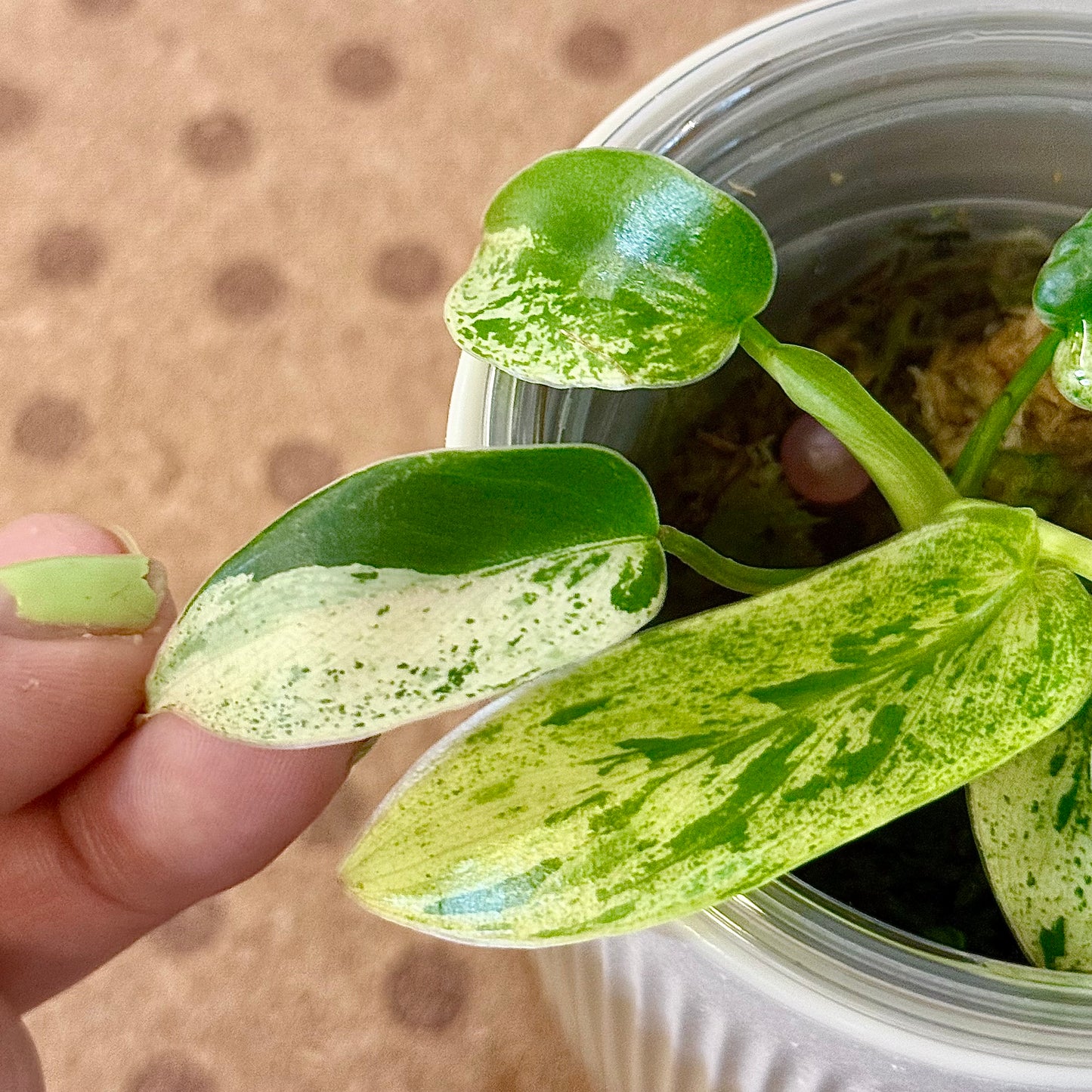 Philodendron Ilsemanii (Kunzo)#1