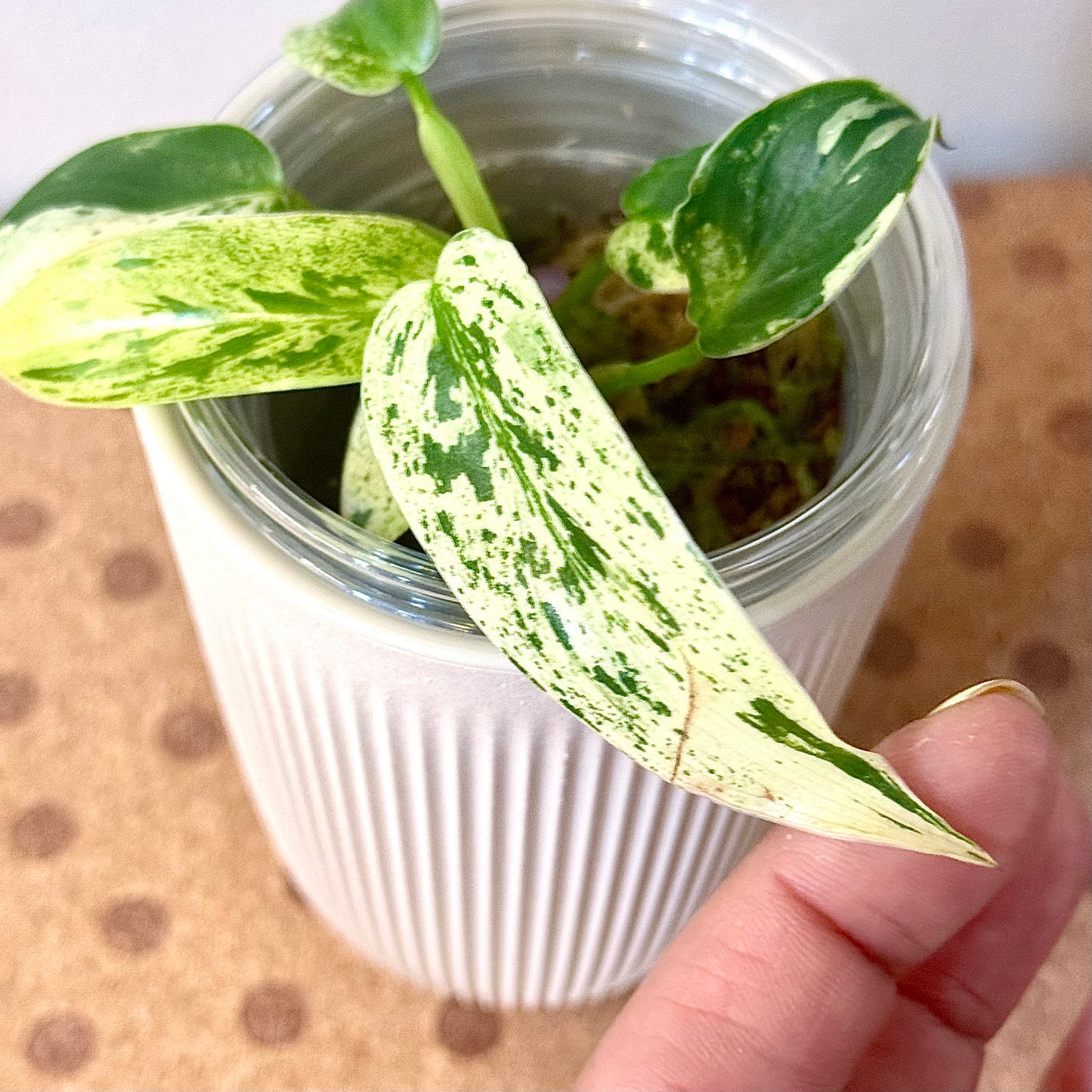 Philodendron Ilsemanii (Kunzo)#1