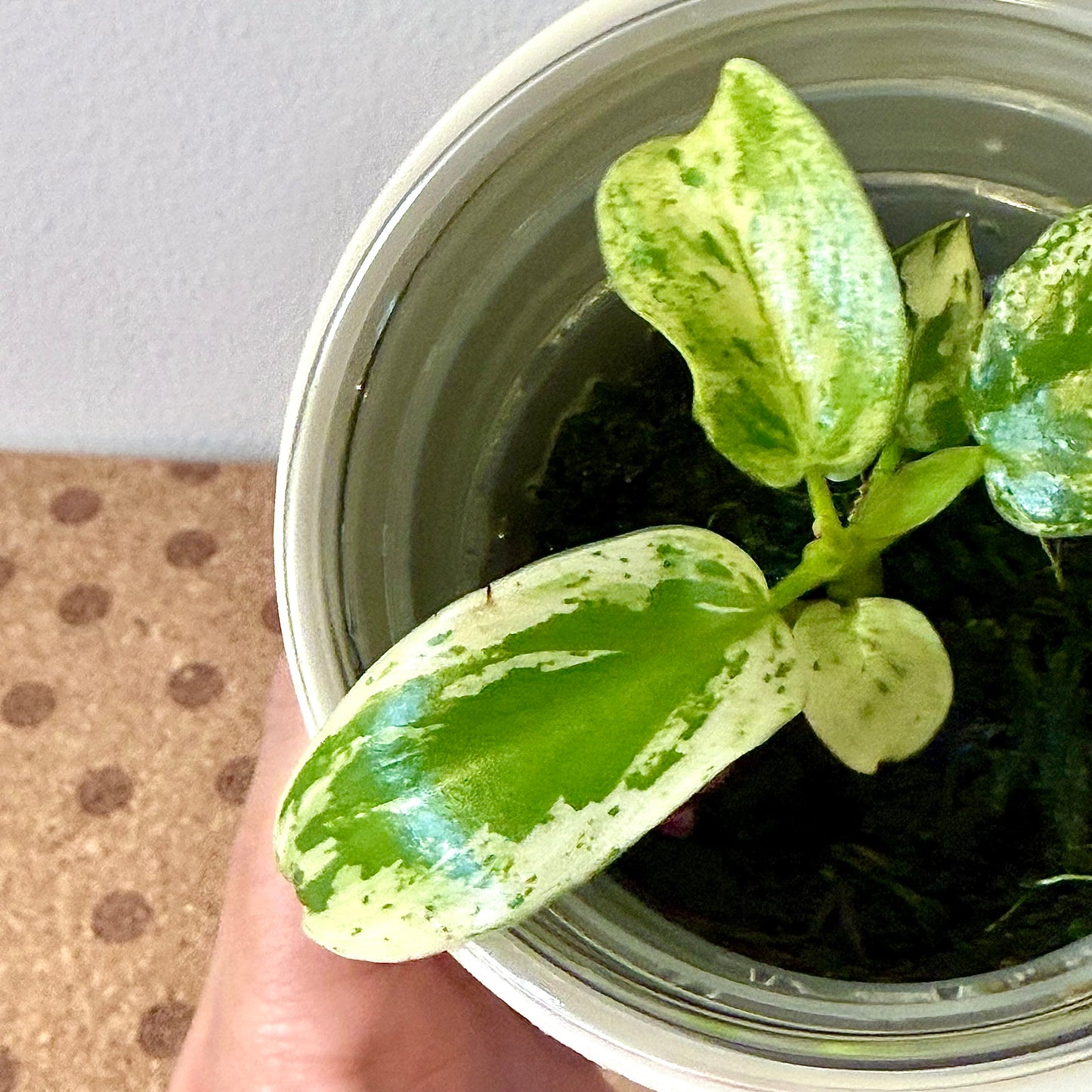 Philodendron Ilsemanii (Kunzo) #3