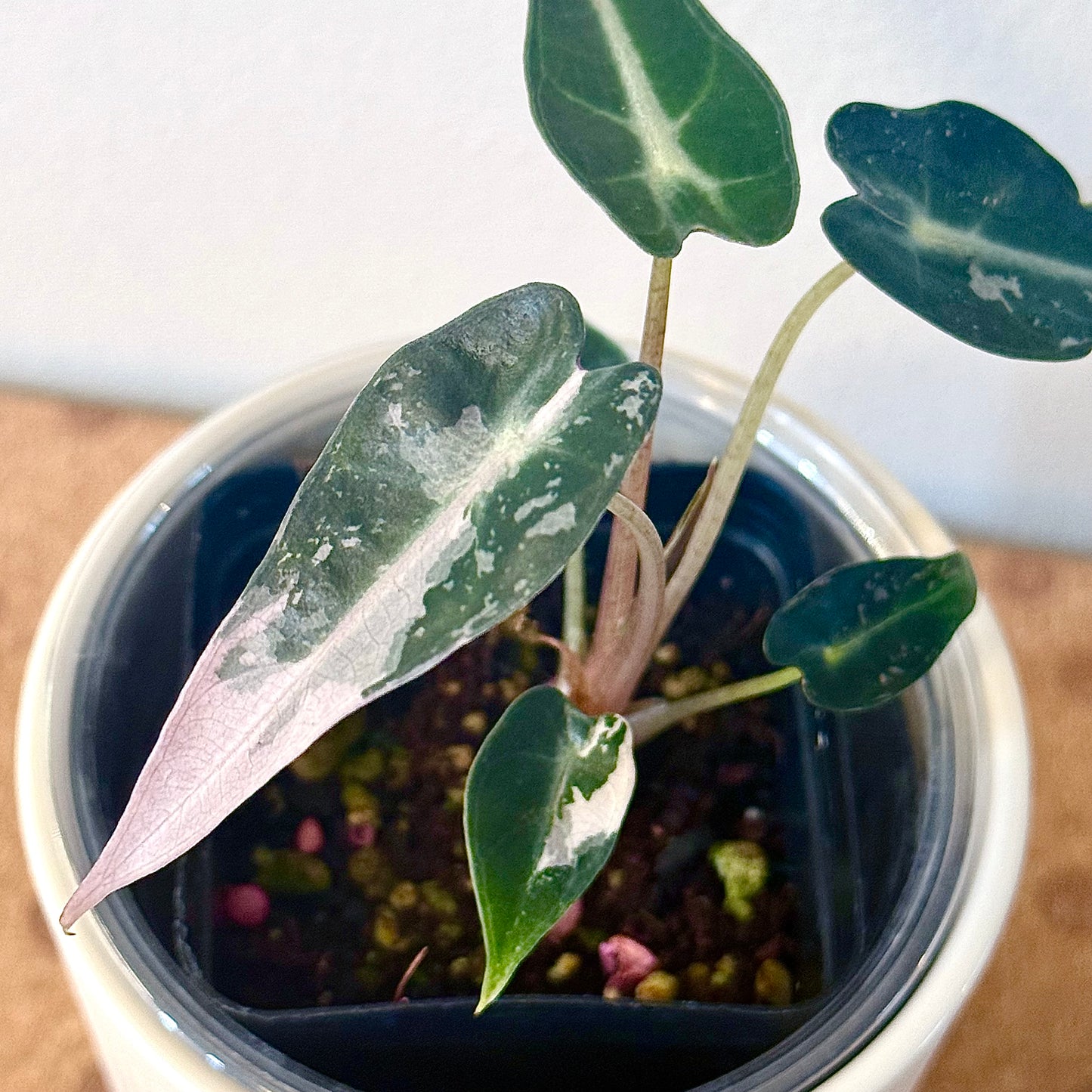 Alocasia Bambino #2 ( corm/ offshoot)