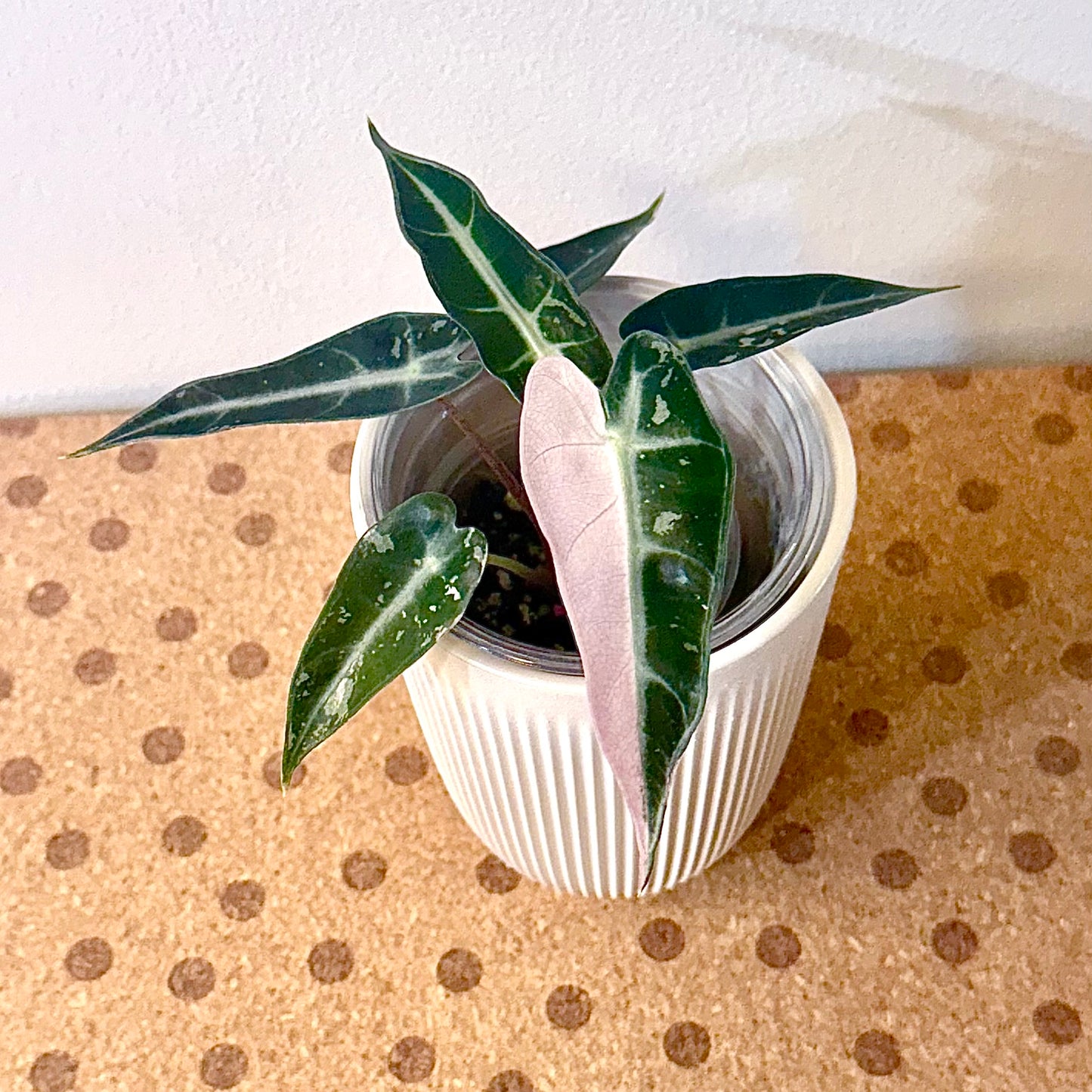 Alocasia Bambino #3 ( corm/ offshoot)