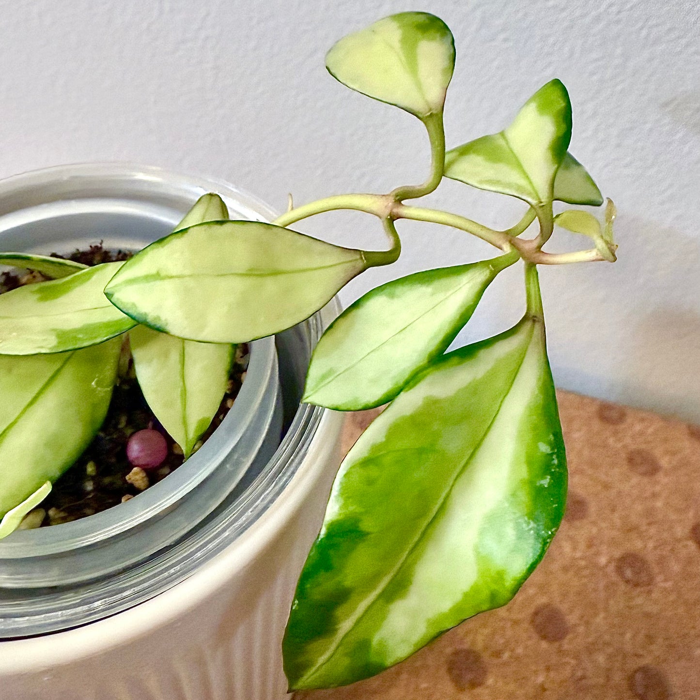 Hoya Wallineana Variegated