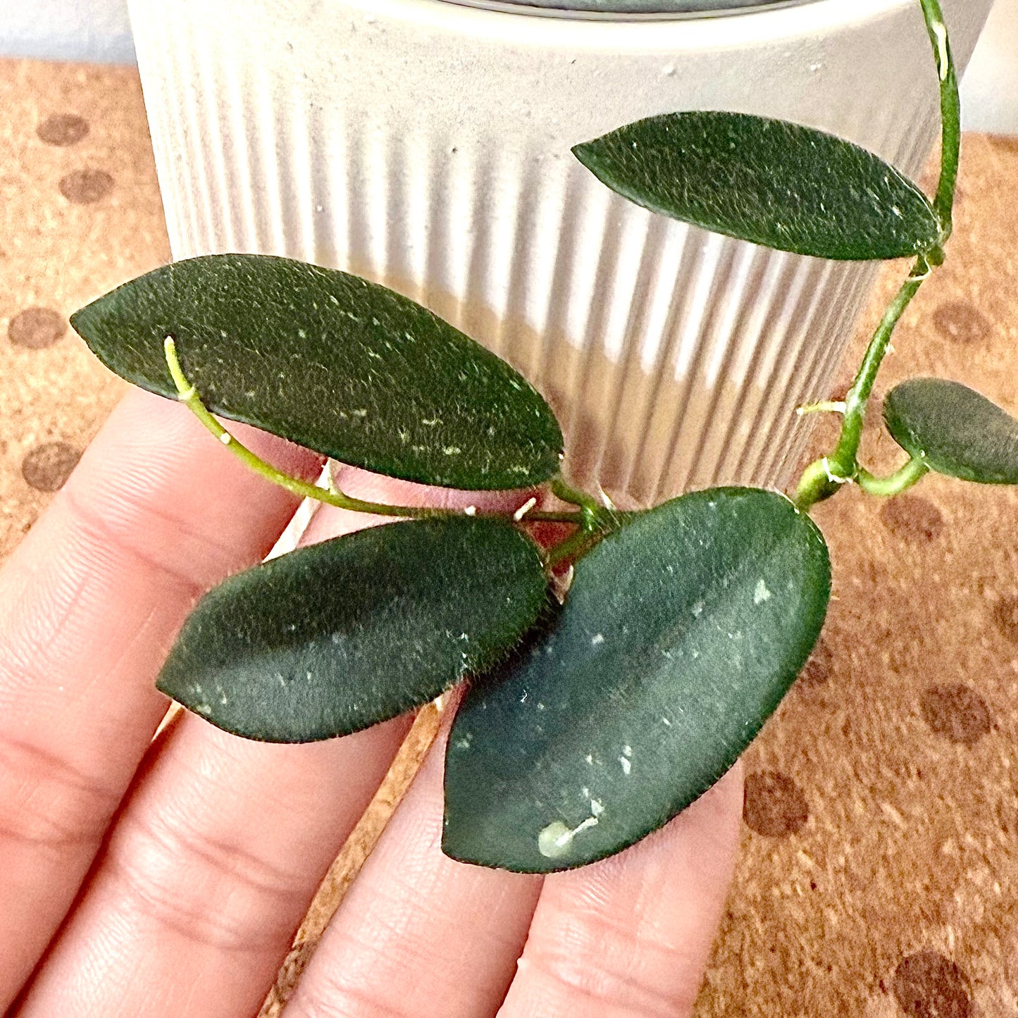 Hoya Thomsonii Splash (multiple grow points)