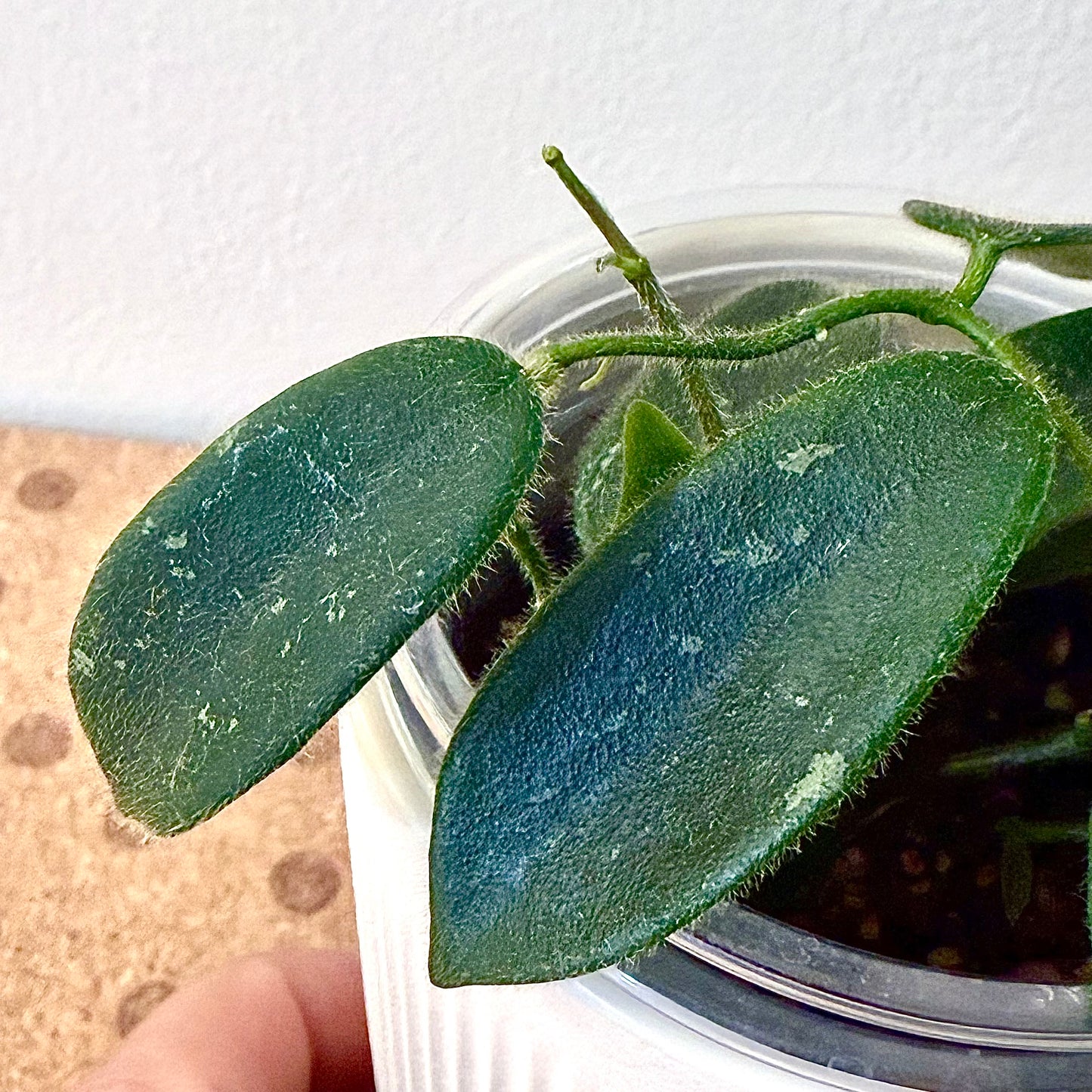 Hoya Thomsonii Splash (multiple grow points)