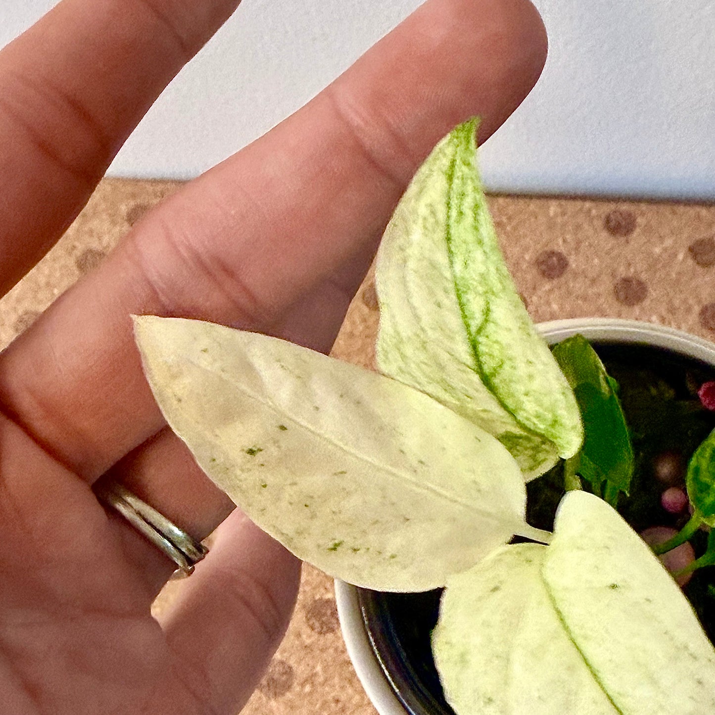 Monstera Laniata Mint #1