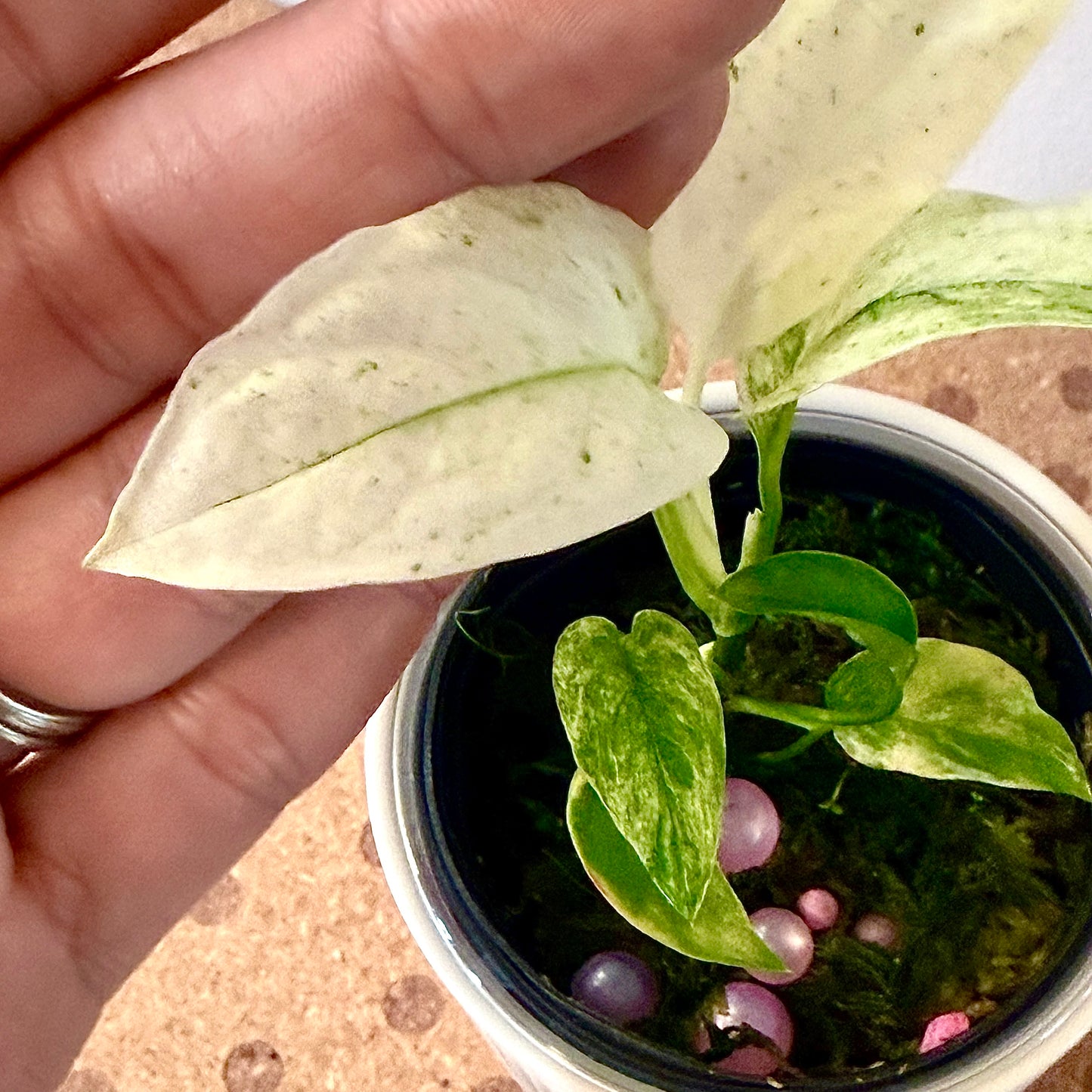 Monstera Laniata Mint #1