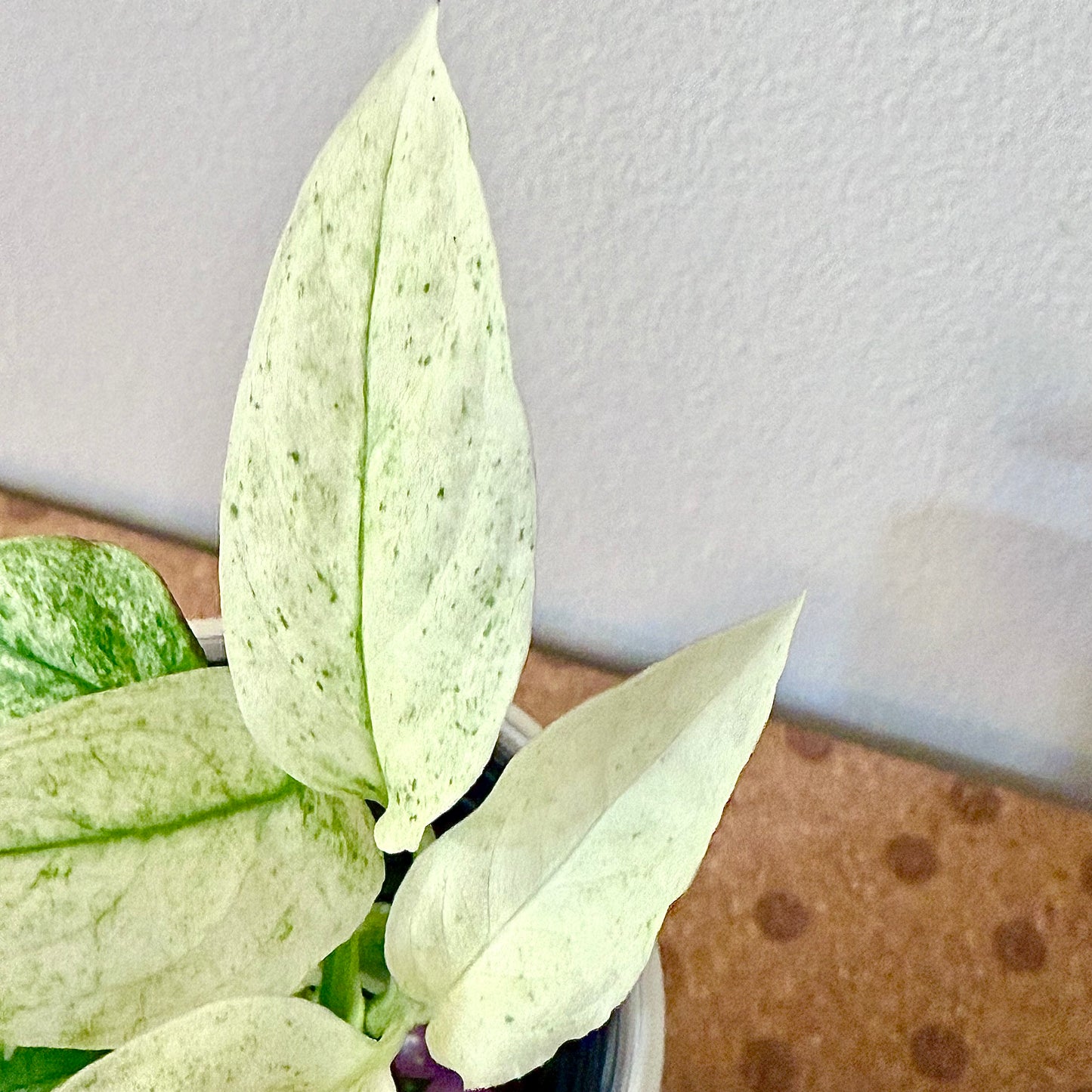 Monstera Laniata Mint #2