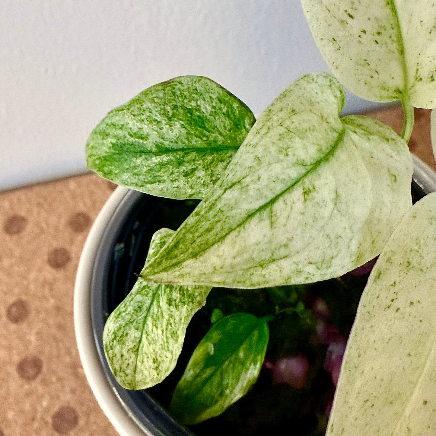Monstera Laniata Mint #2