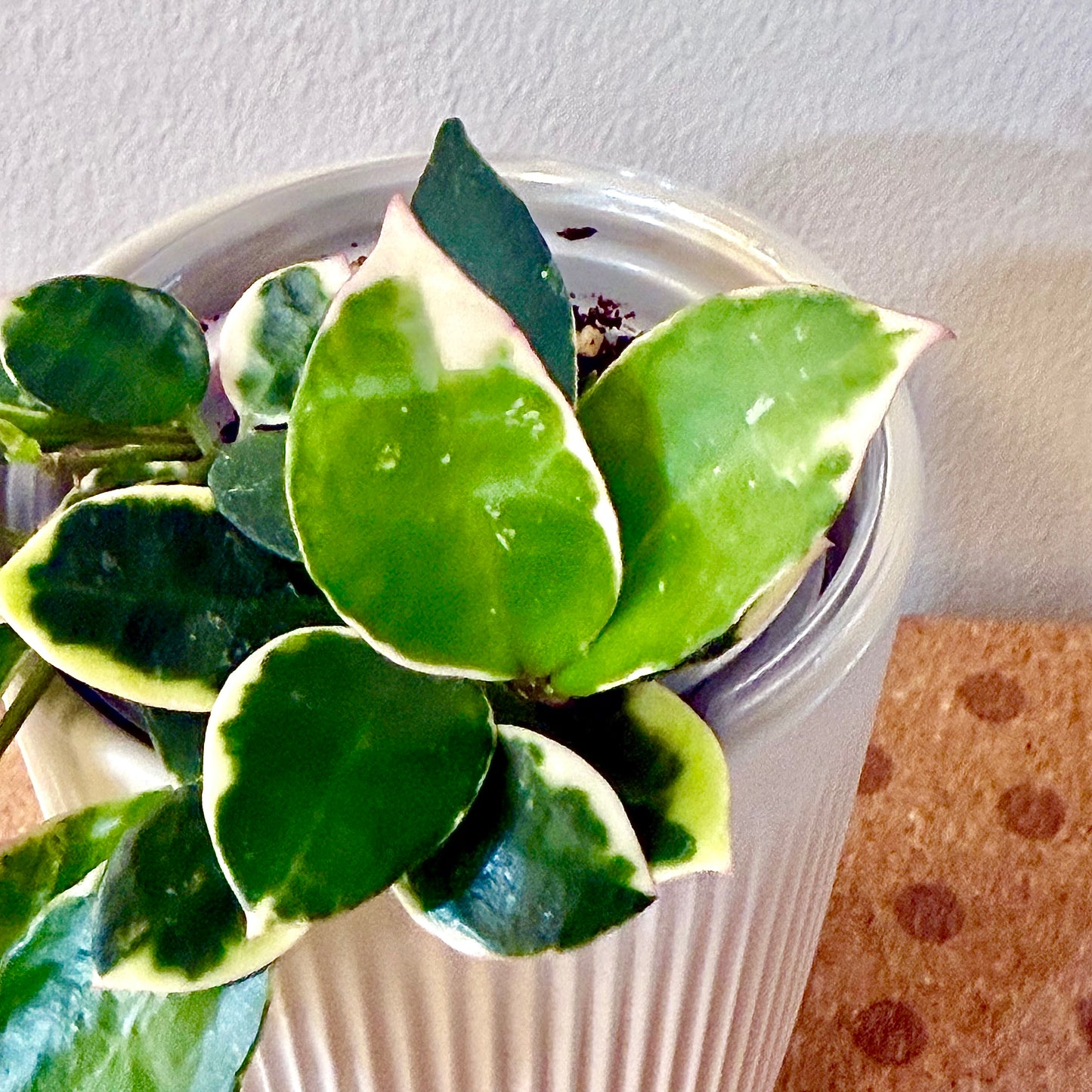 Hoya Lacunosa Asami Clone2 (multiple grow points)