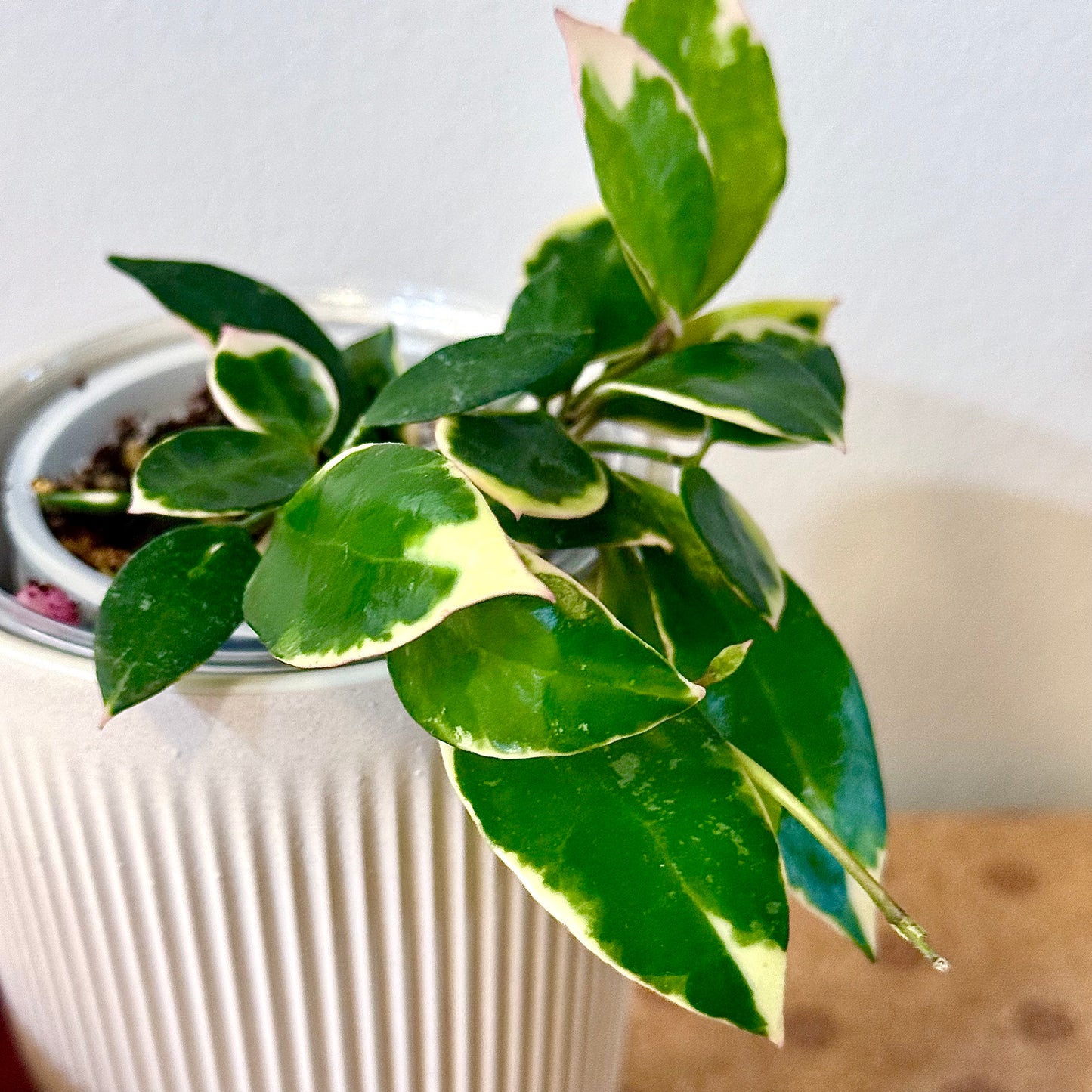 Hoya Lacunosa Asami Clone2 (multiple grow points)