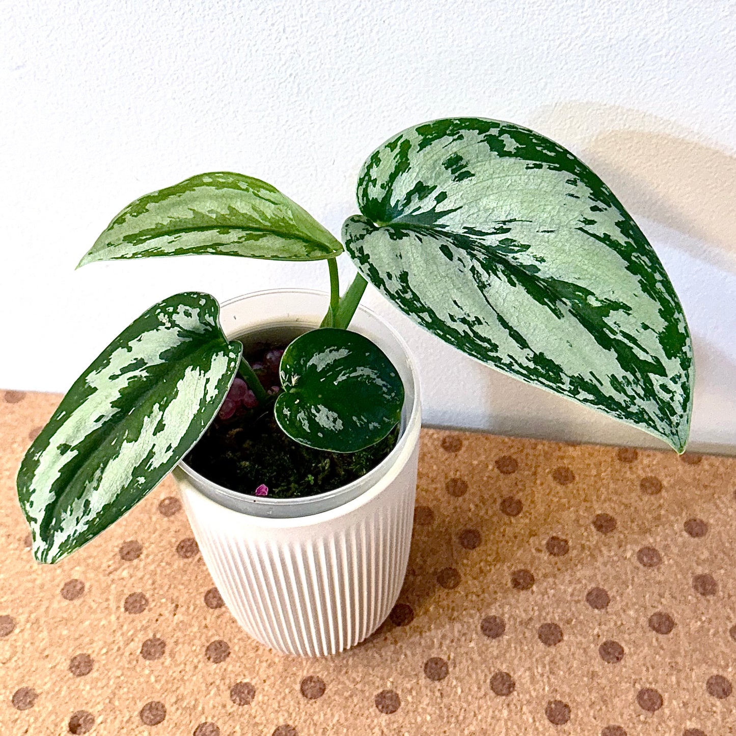 Scindapsus Silver Princess #1