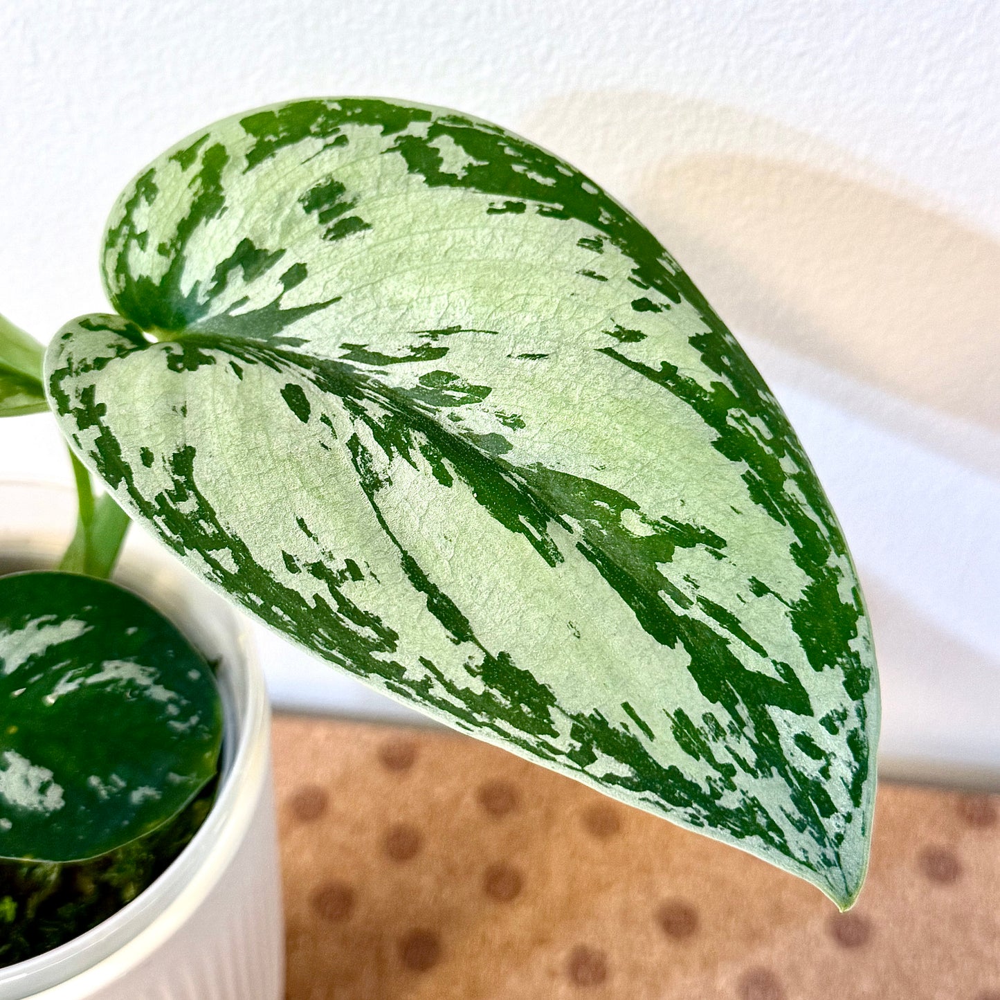 Scindapsus Silver Princess #1