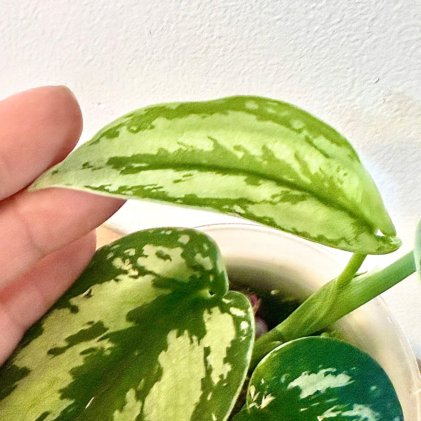 Scindapsus Silver Princess #1