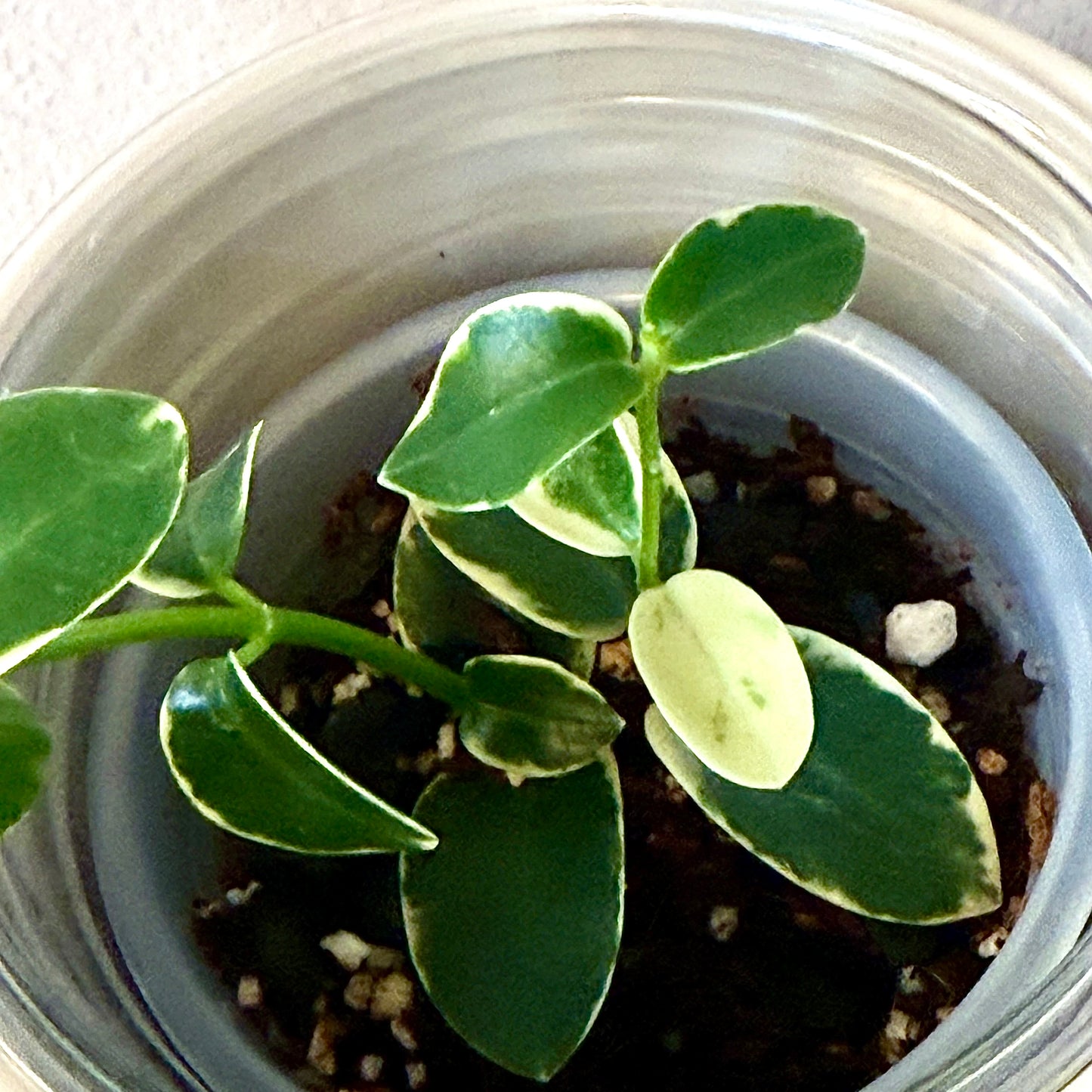 Hoya Cumingiana Albomarginata (2 grow points)