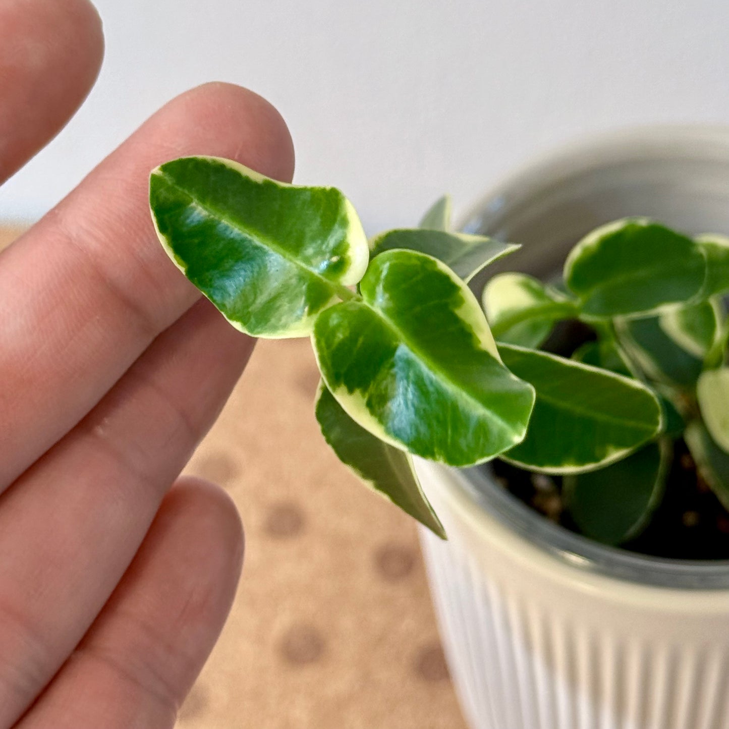 Hoya Cumingiana Albomarginata (2 grow points)