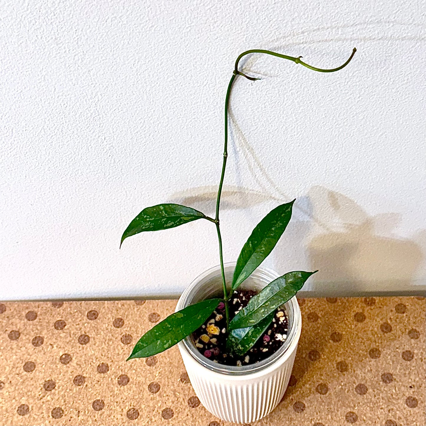 Hoya Griffithii Splash