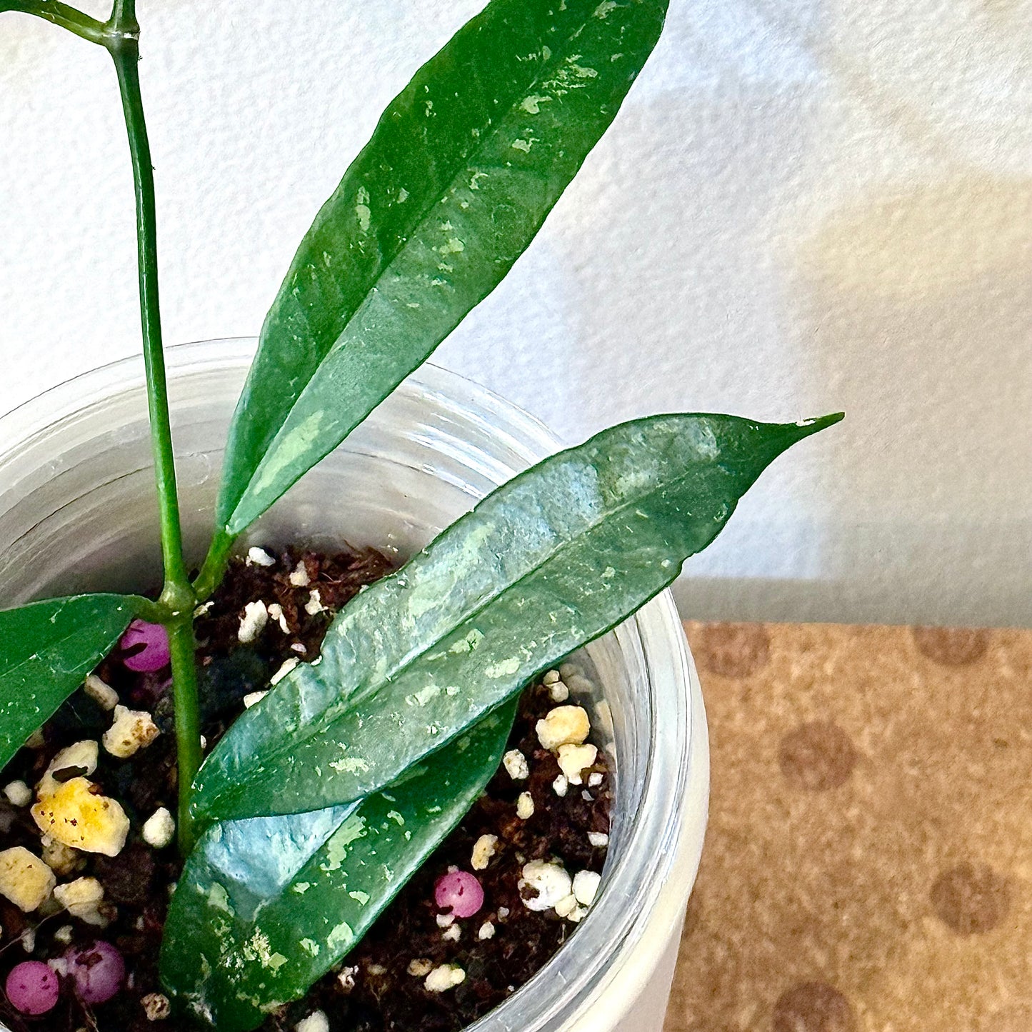Hoya Griffithii Splash