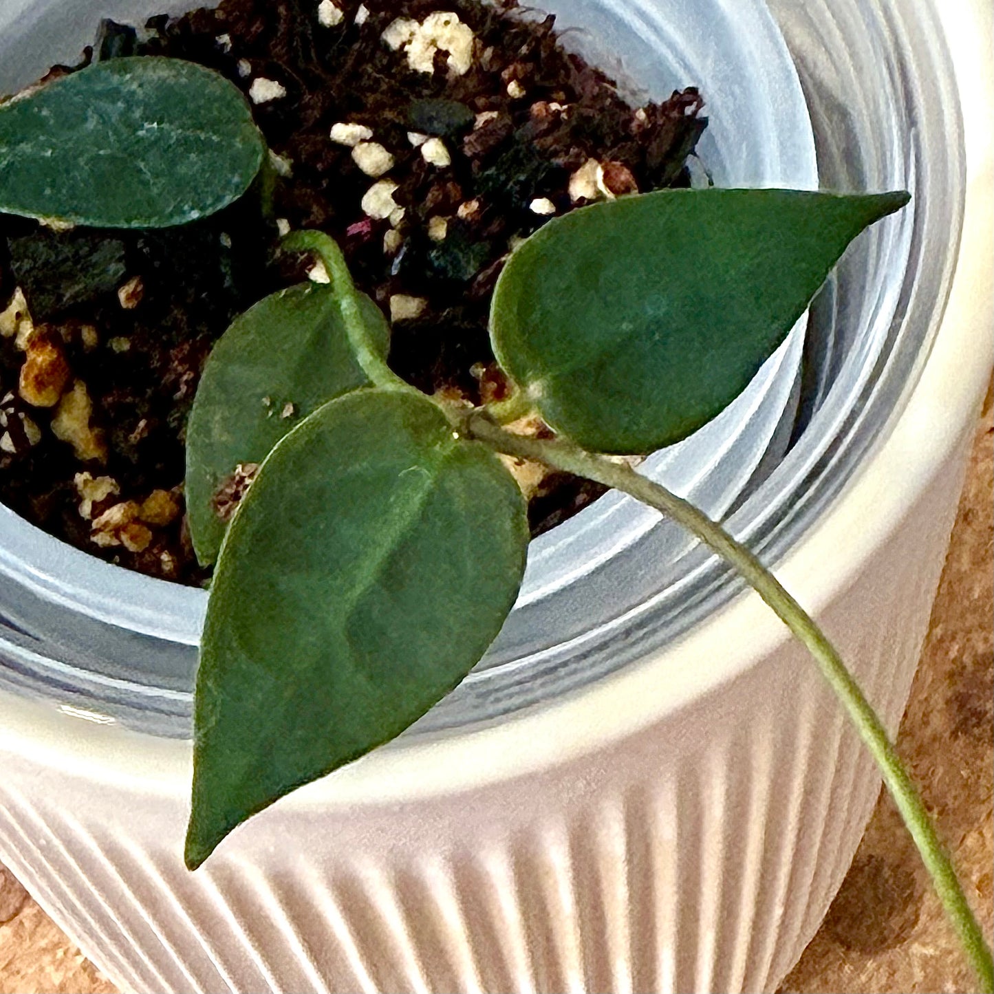 Hoya Carrii