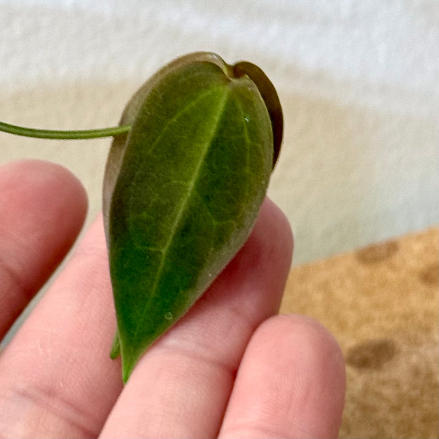 Hoya Carrii