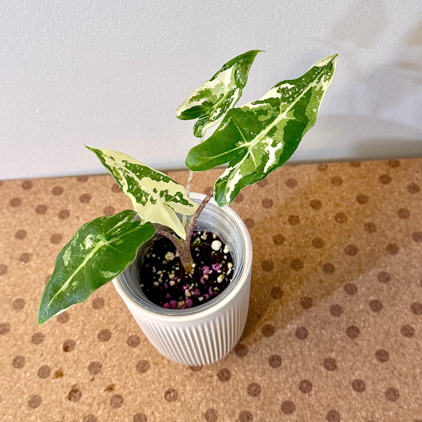 Alocasia Sarian Albo (grow from corm)