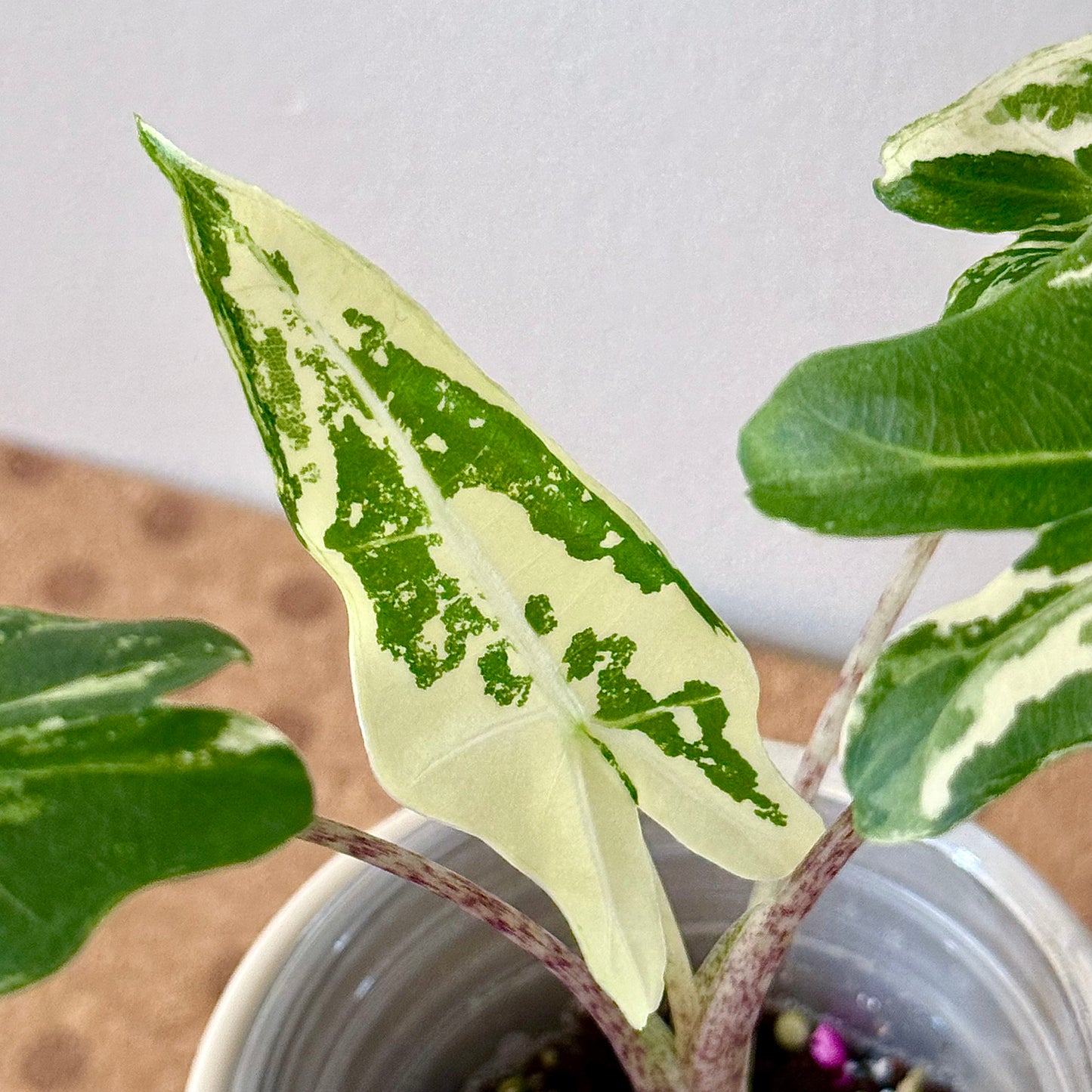 Alocasia Sarian Albo (grow from corm)