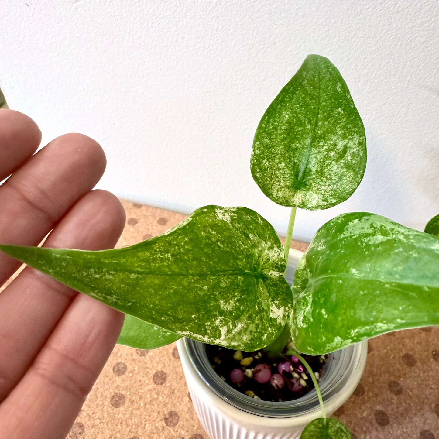 Alocasia Cuculata Albo/ mint #2