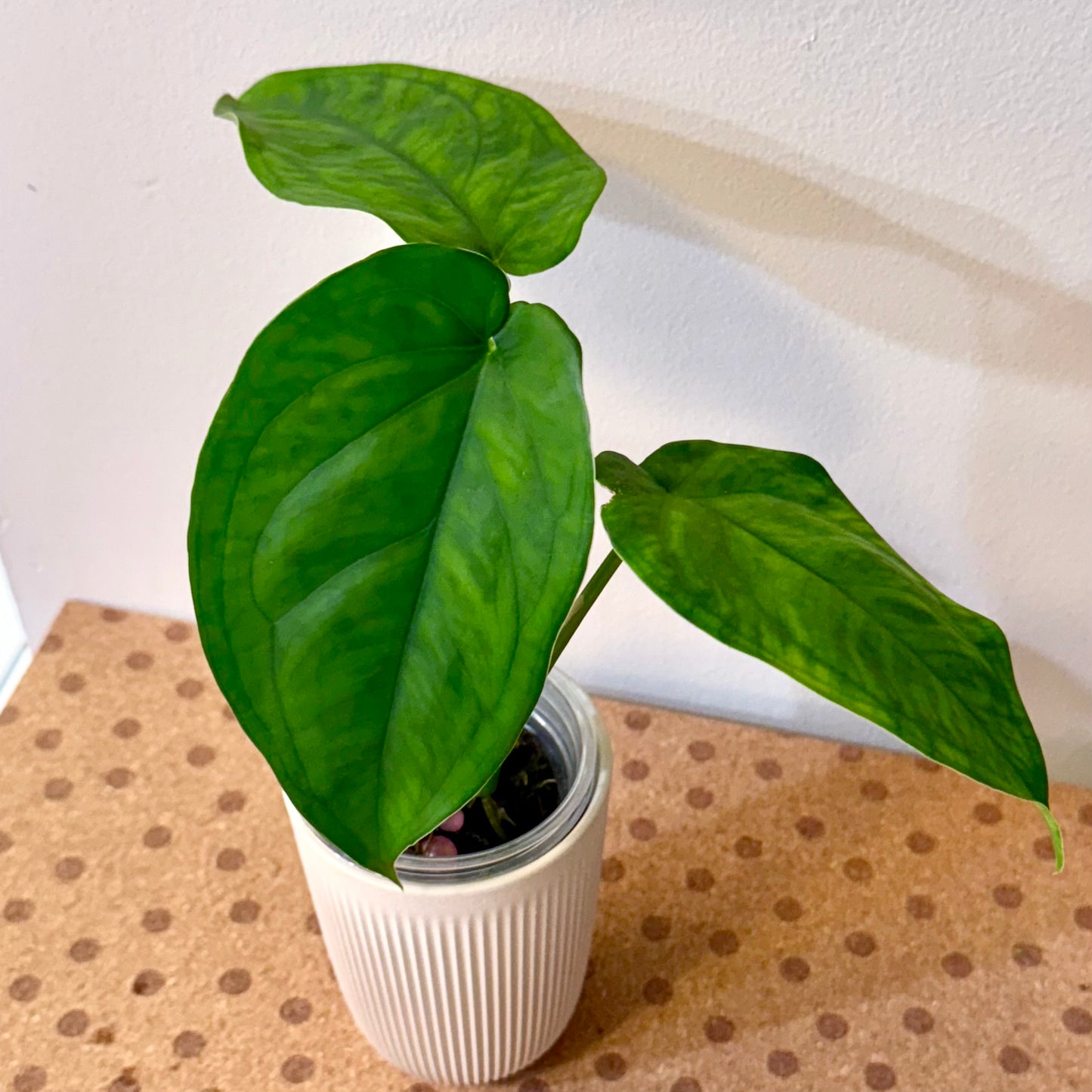 Syngonium Chiapense Green