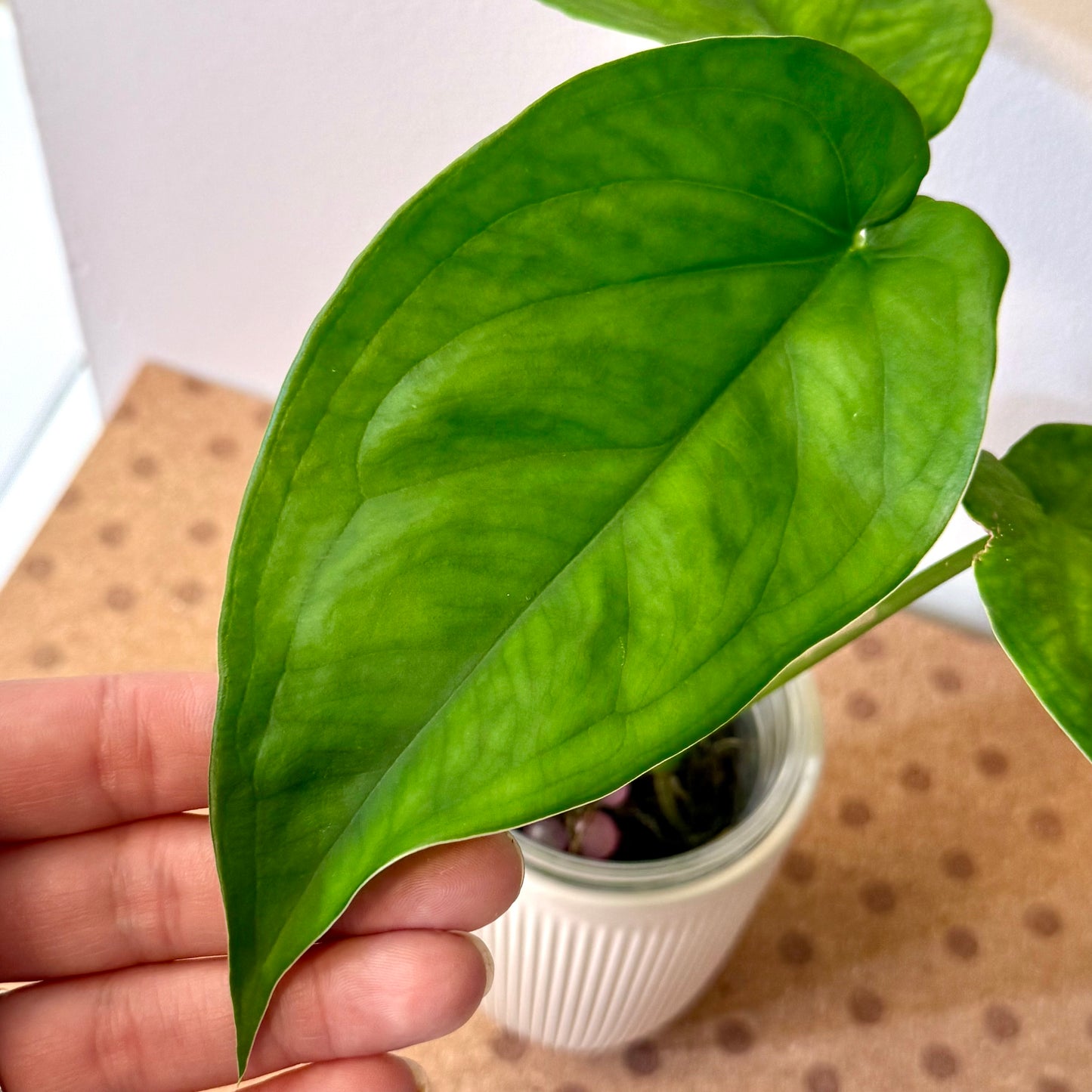 Syngonium Chiapense Green