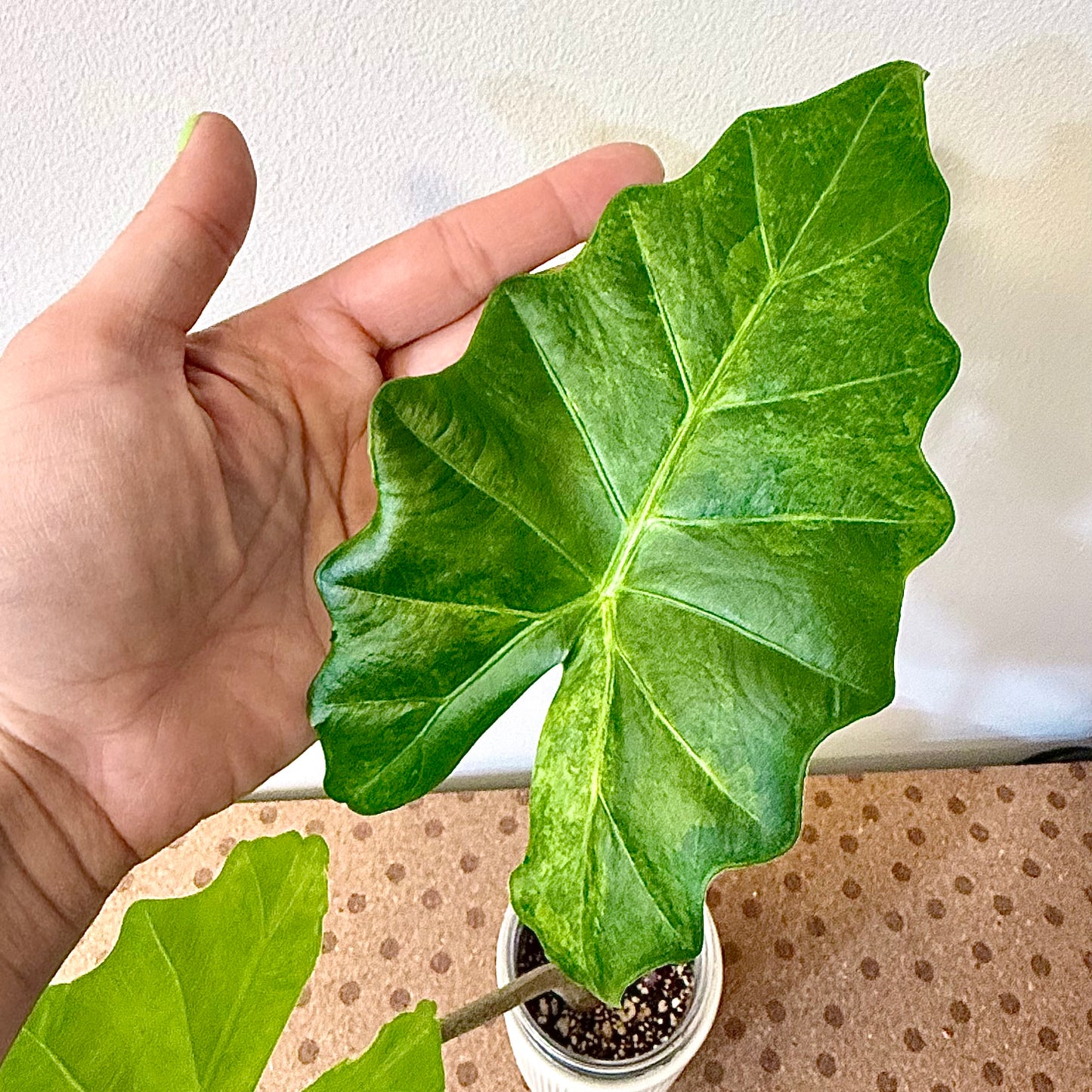 Alocasia Portora Aurea