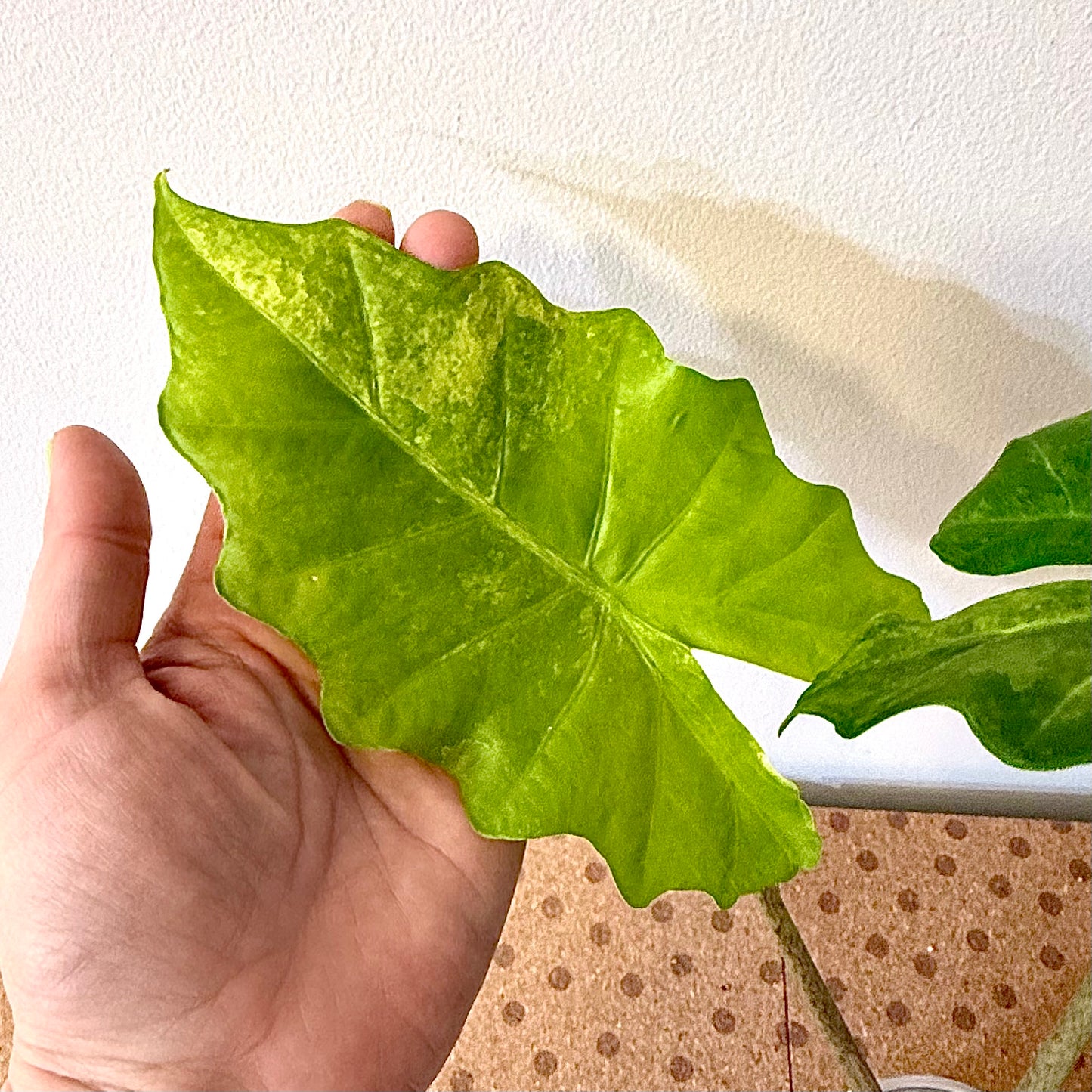 Alocasia Portora Aurea
