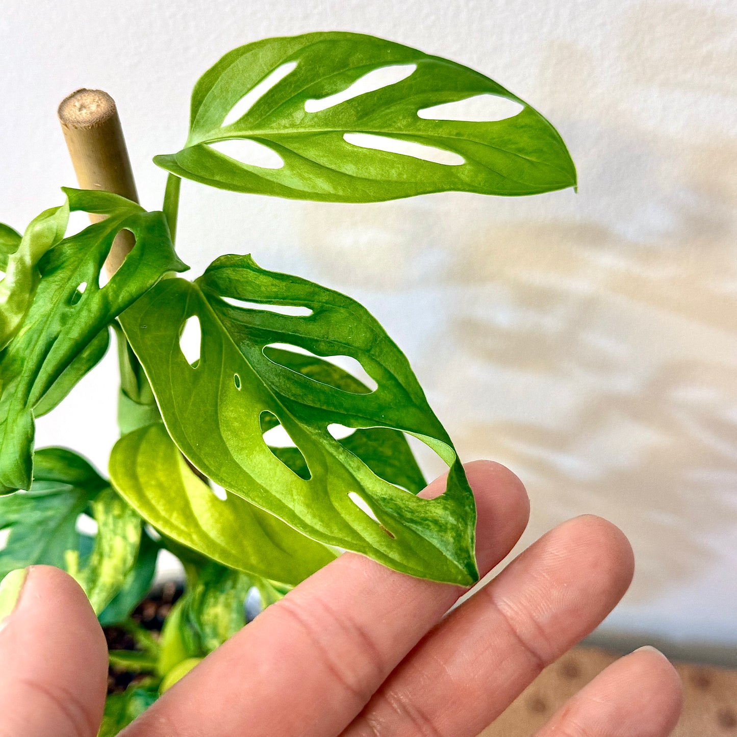 Monstera Adansonii Aurea (big plant, 2 grow points)