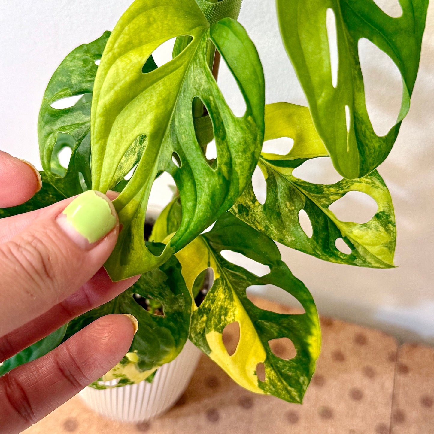 Monstera Adansonii Aurea (big plant, 2 grow points)
